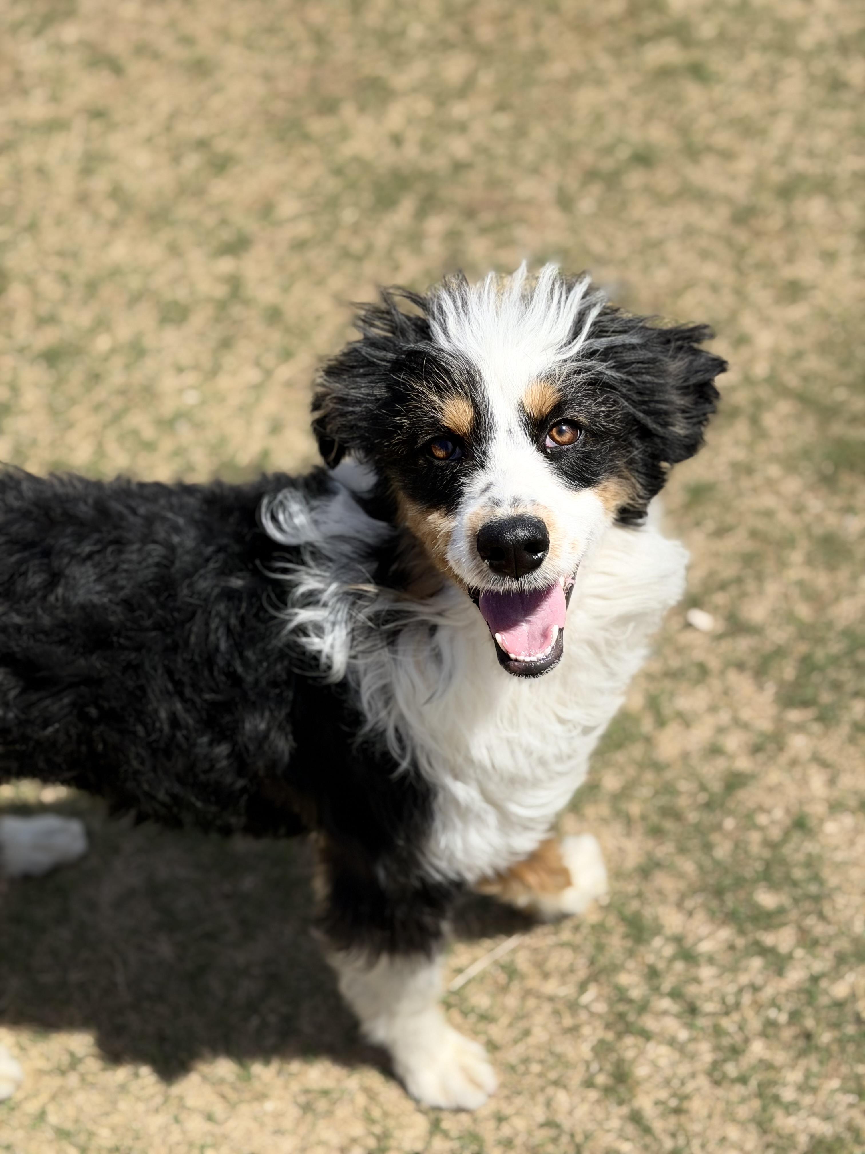 BANJO, adopted, Adult Male Aussiedoodle.