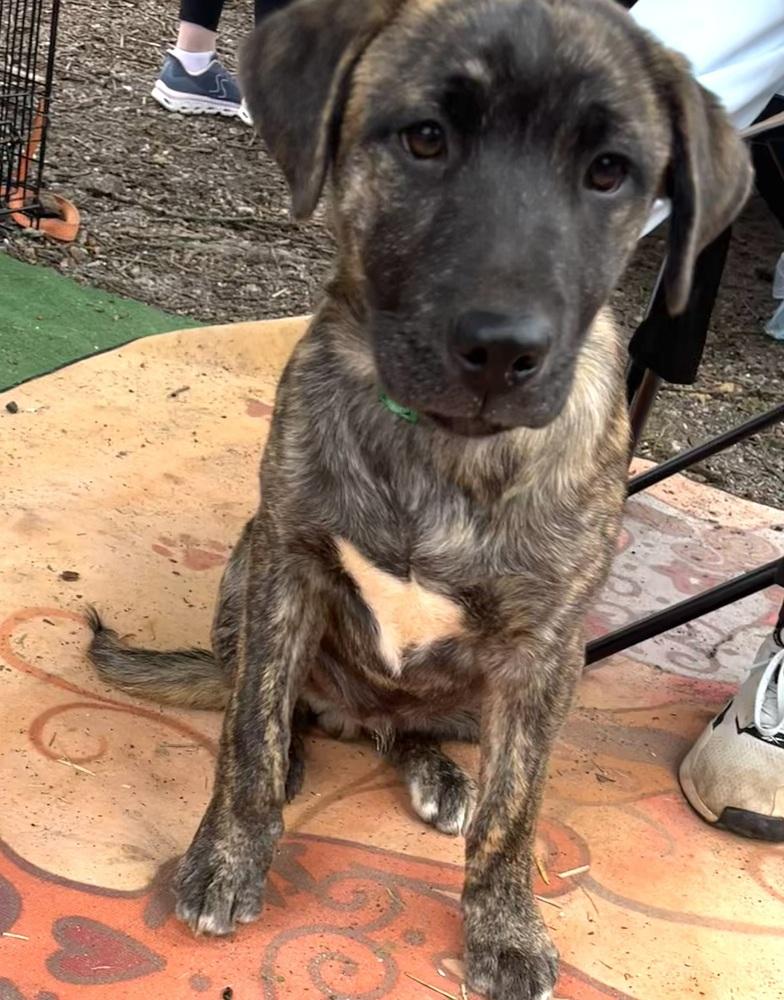 Enlarge Ash, a Adoptable mixed breed in Gillsville, GA image 1/6