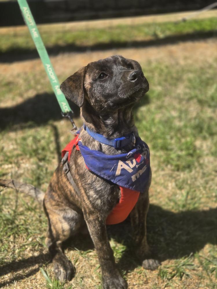 Enlarge Ash, a Adoptable mixed breed in Gillsville, GA image 2/6