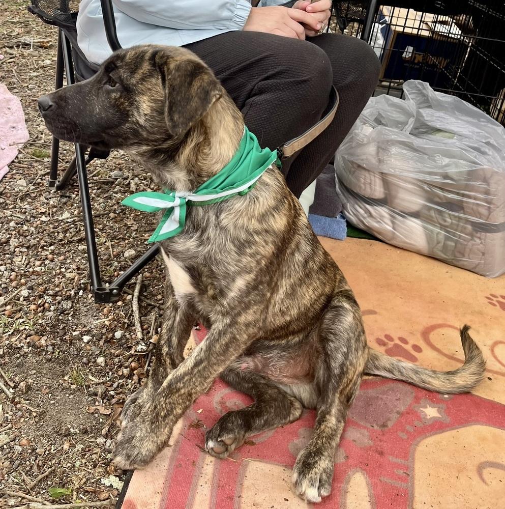 Enlarge Ash, a Adoptable mixed breed in Gillsville, GA image 3/6