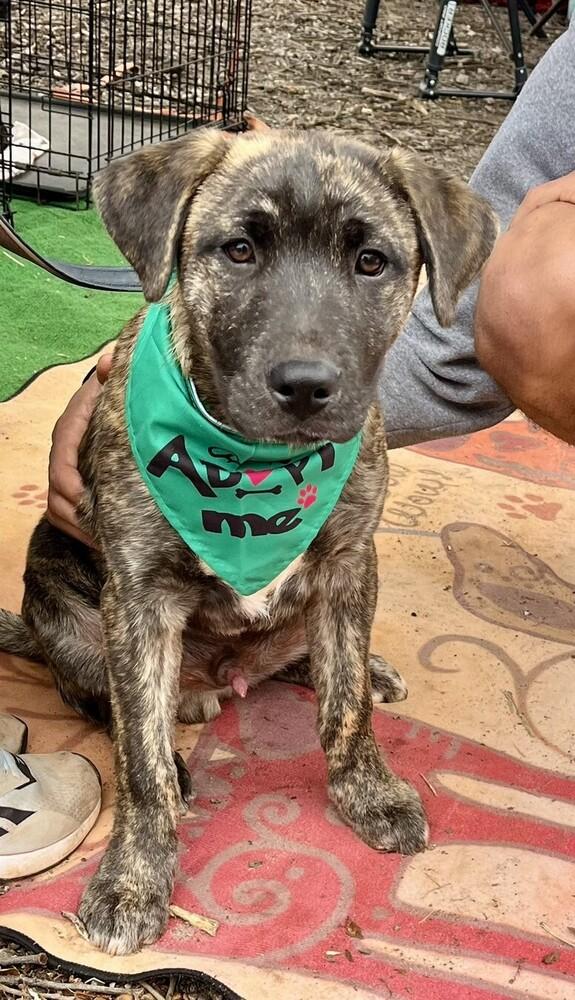 Enlarge Ash, a Adoptable mixed breed in Gillsville, GA image 4/6