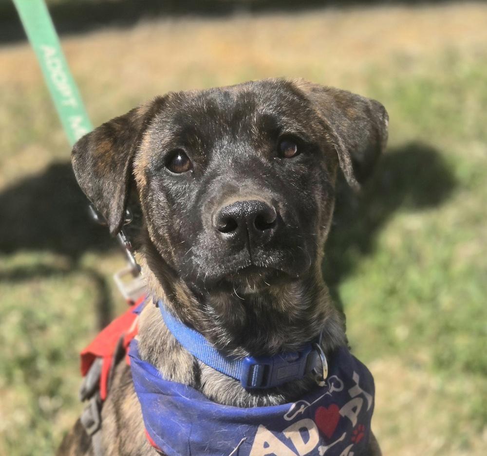 Enlarge Ash, a Adoptable mixed breed in Gillsville, GA image 5/6