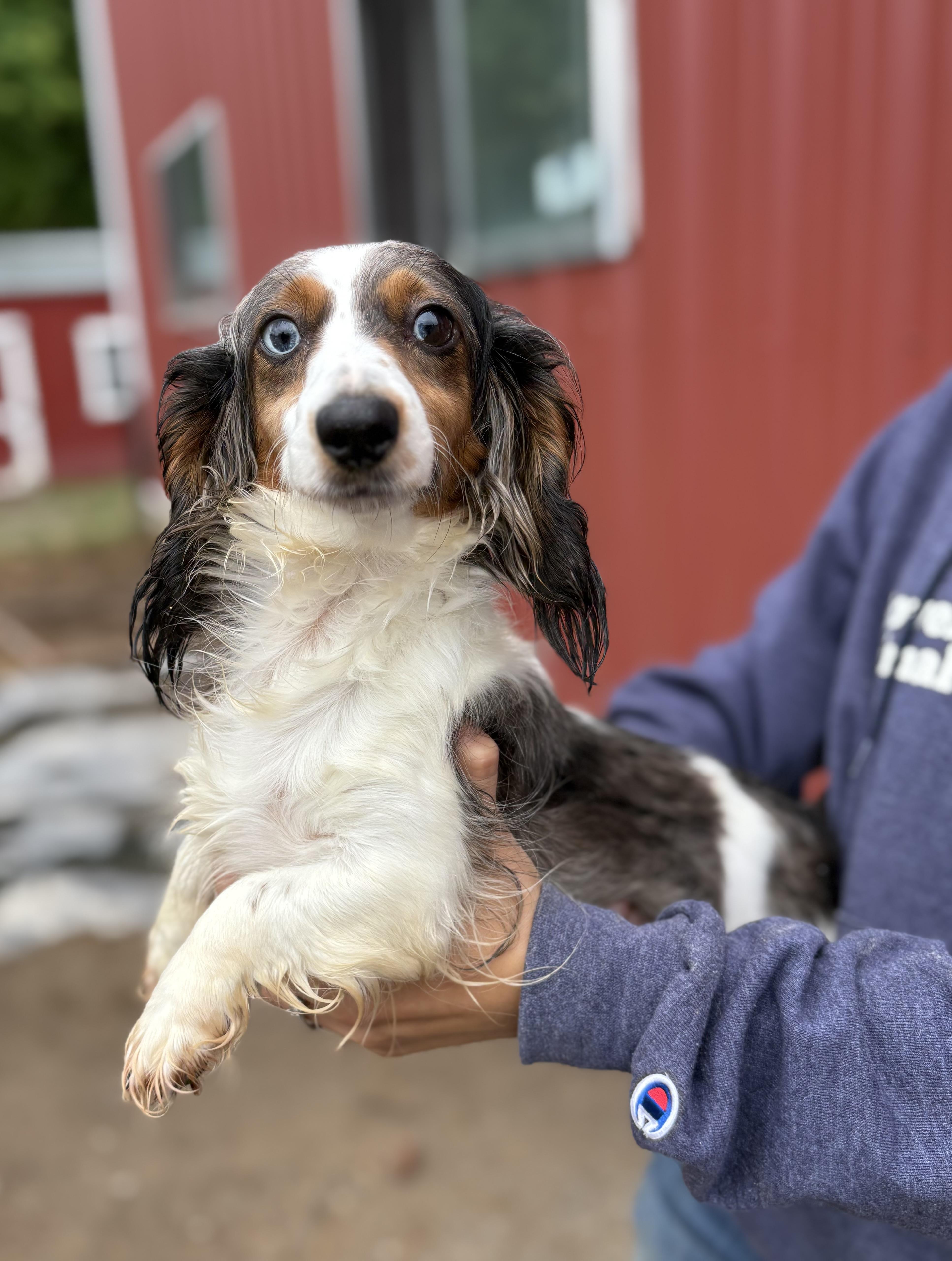 Marley, adopted, Adult Female Dachshund (Long Haired).