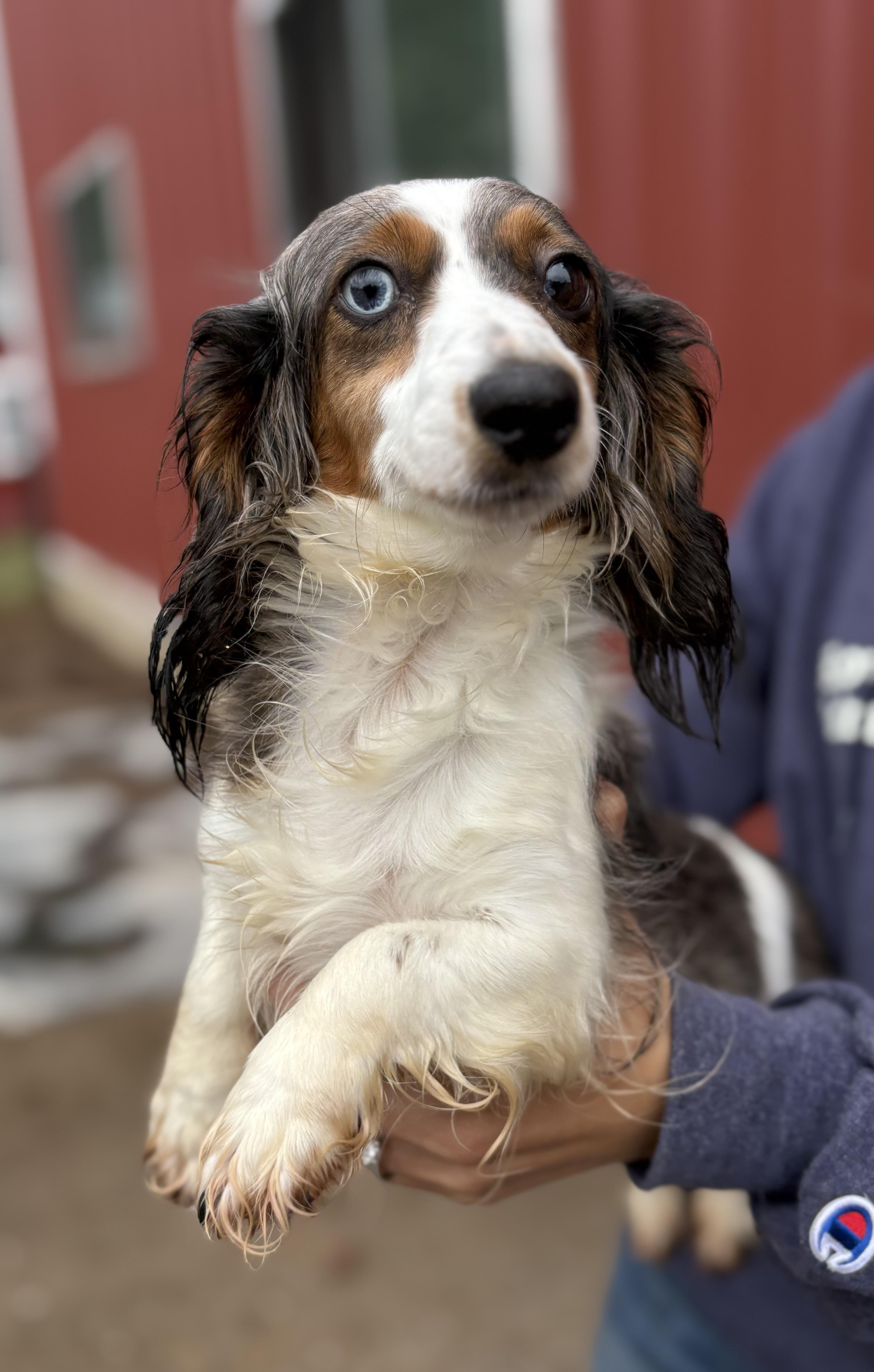 Marley, an adopted Dachshund (Long Haired) in Louisa, VA image 3/3