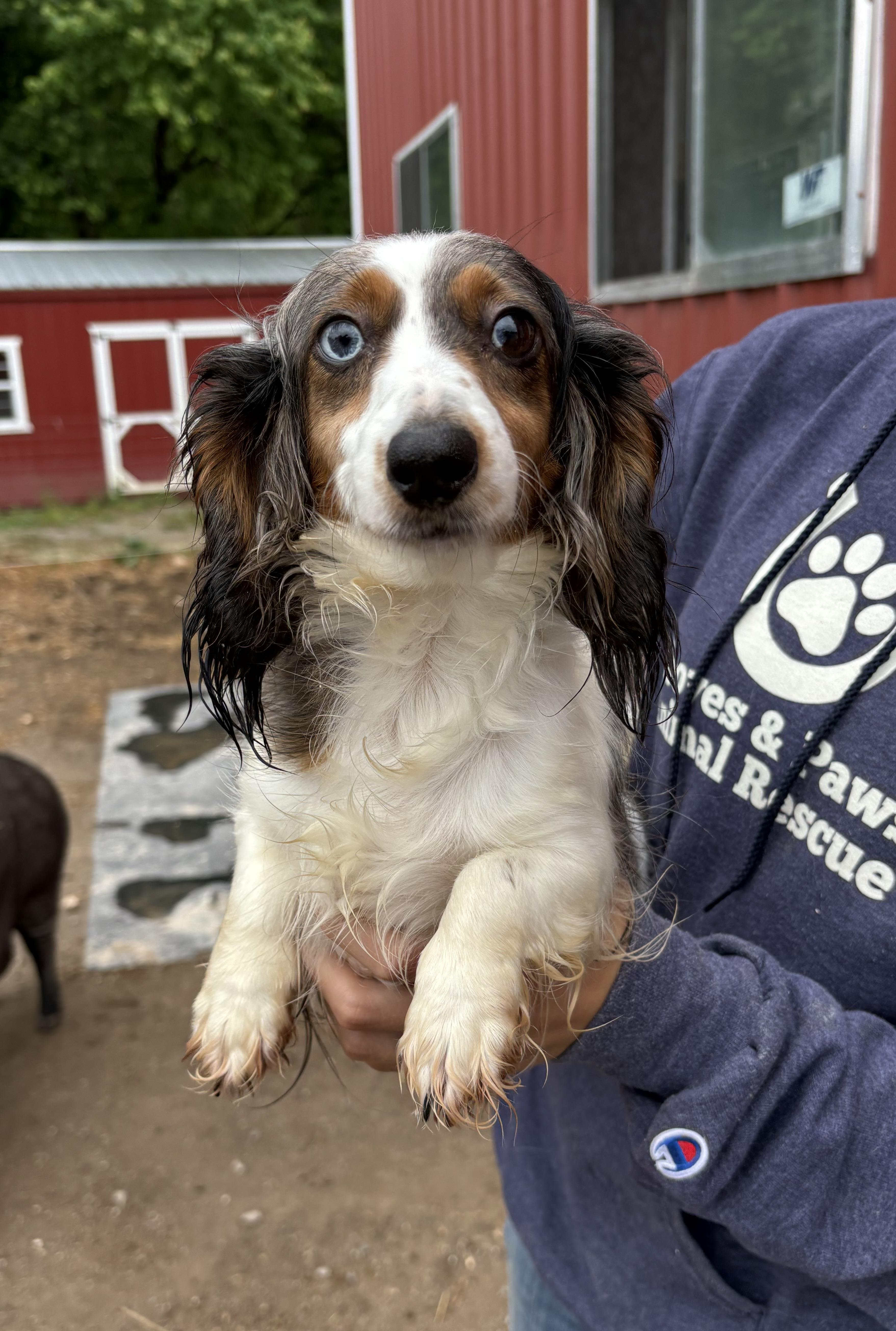 Marley, an adopted Dachshund (Long Haired) in Louisa, VA image 2/3