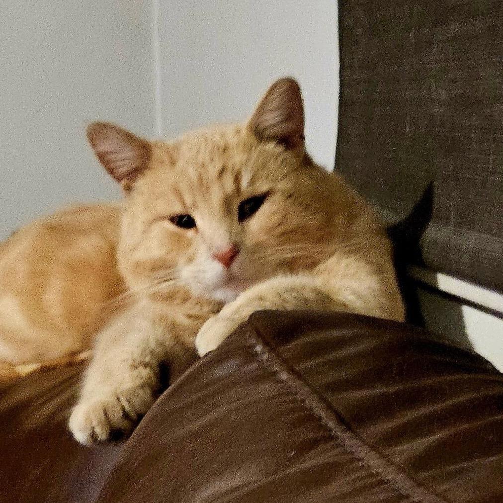 Winslow James Bond, ADOPTABLE, Adult Male Domestic Short Hair.