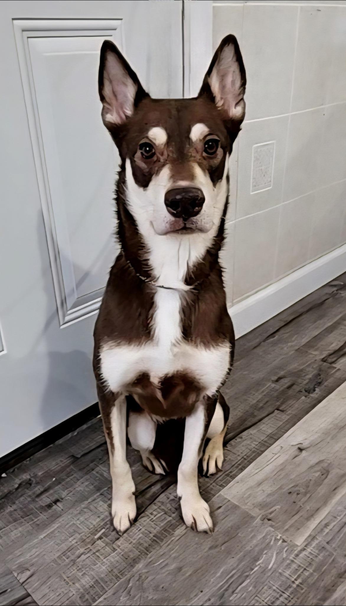 Enlarge Whisper, a Adoptable mixed breed in Hoopeston, IL image 1/4
