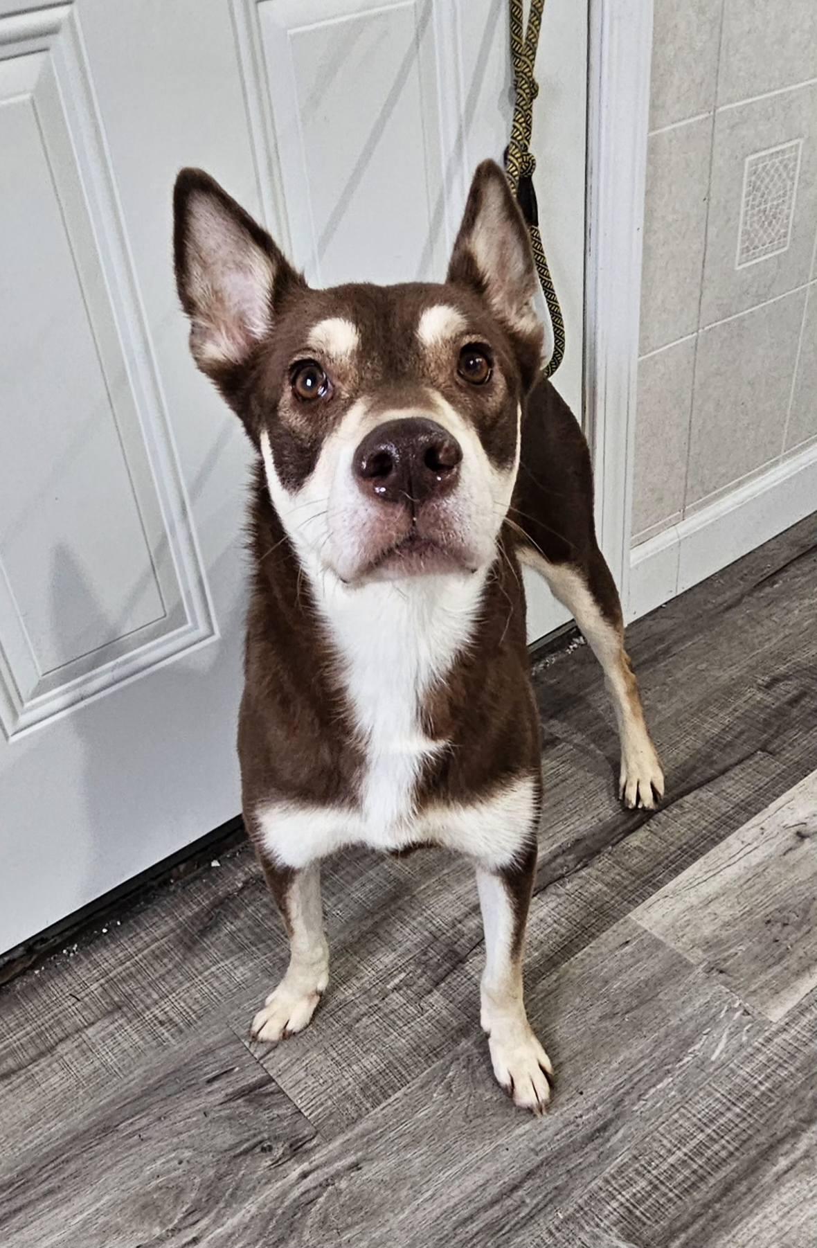 Enlarge Whisper, a Adoptable mixed breed in Hoopeston, IL image 2/4