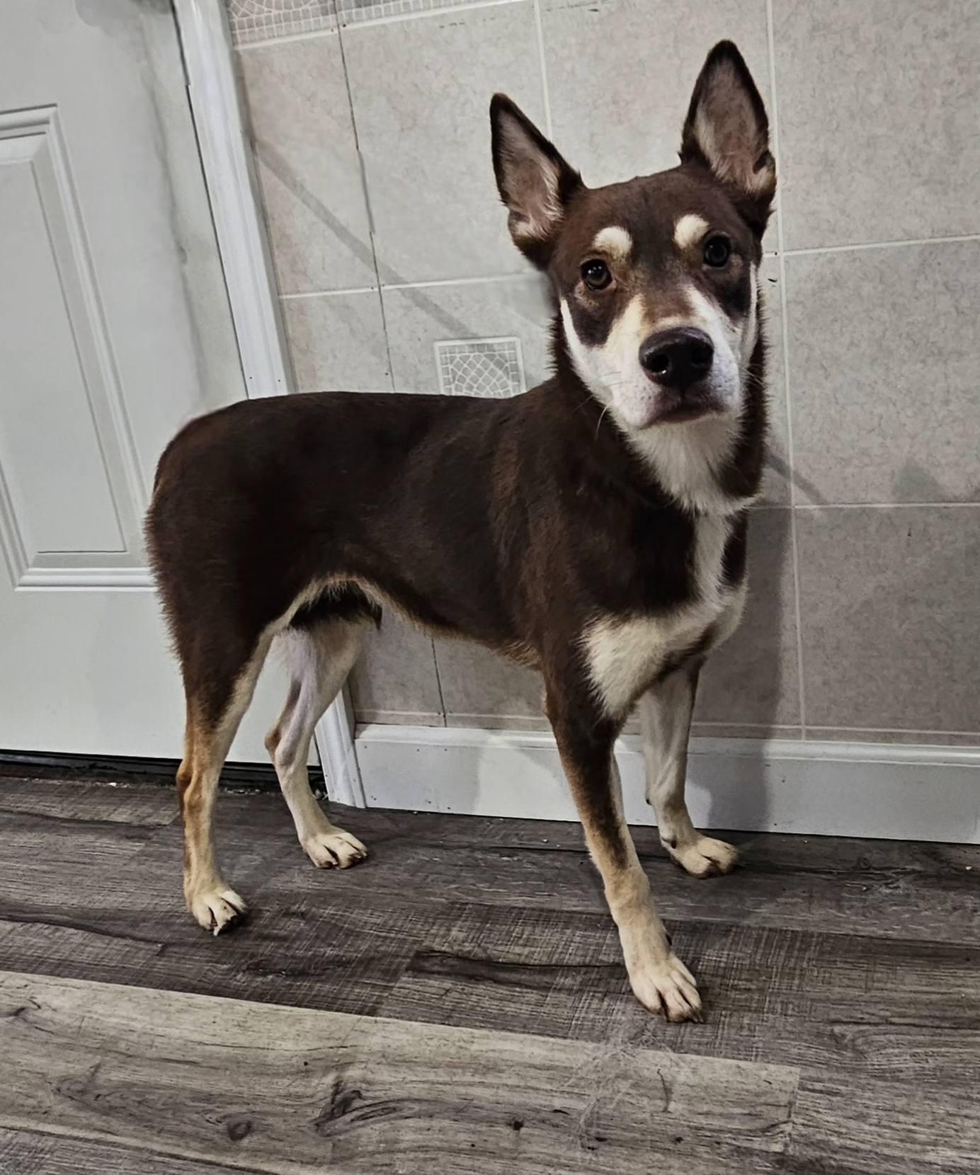 Enlarge Whisper, a Adoptable mixed breed in Hoopeston, IL image 3/4