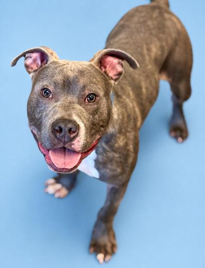 Frank, Adoptable, Adult Male Pit Bull Terrier & Mixed Breed.