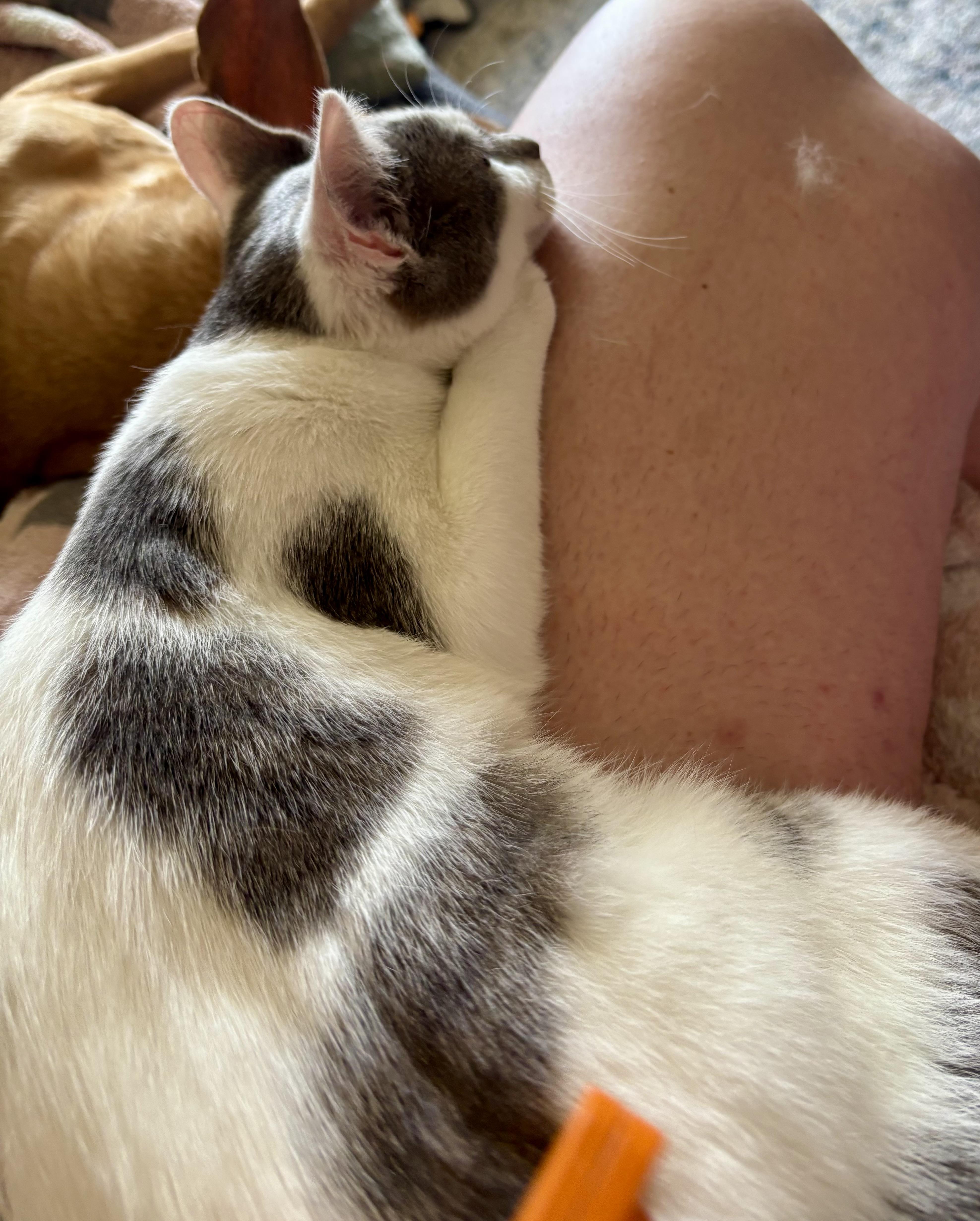 Enlarge Ann, a Adoptable Domestic Short Hair in Wildomar, CA image 2/5