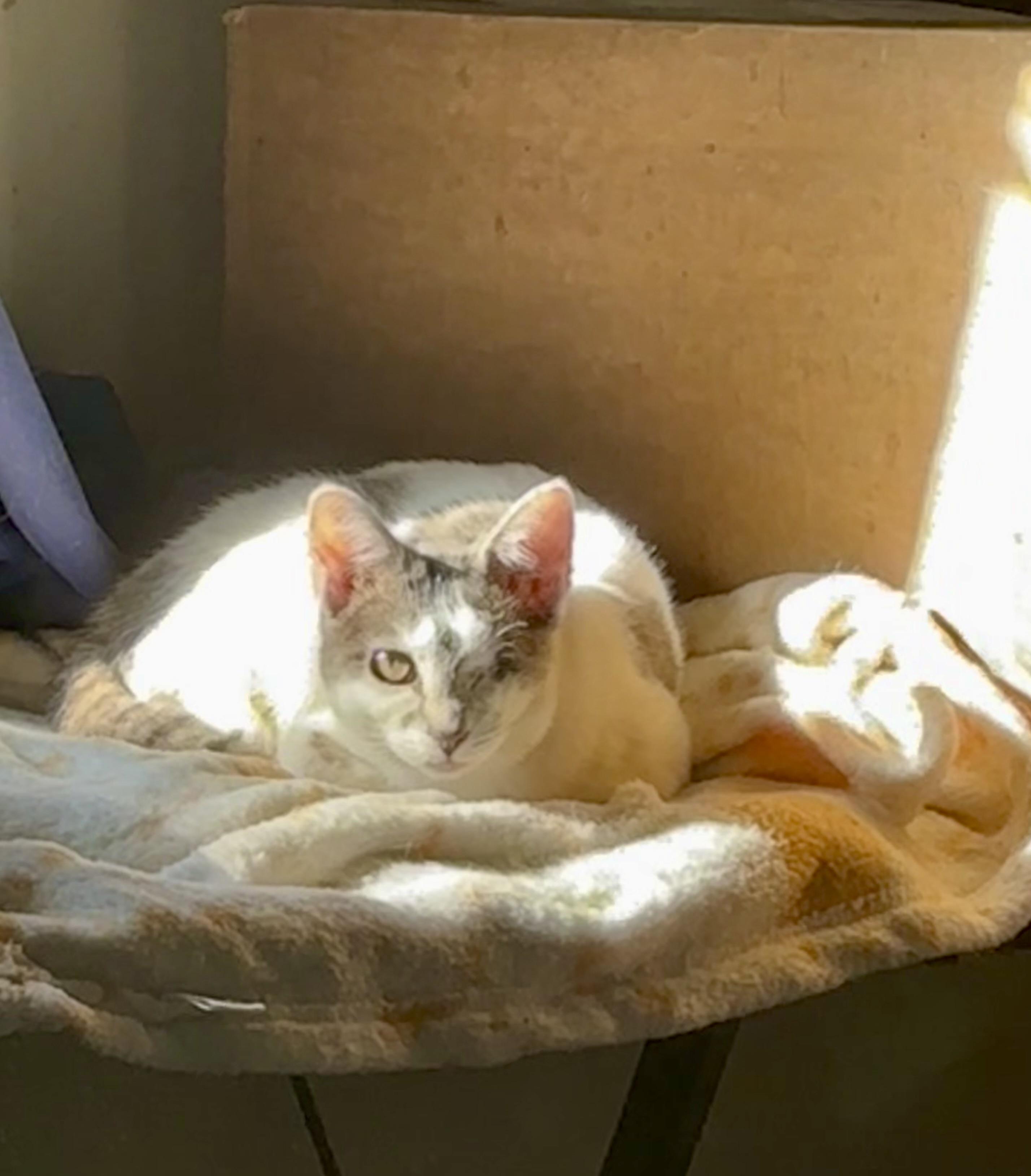 Ann, a Adoptable Domestic Short Hair in Wildomar, CA image 2/6