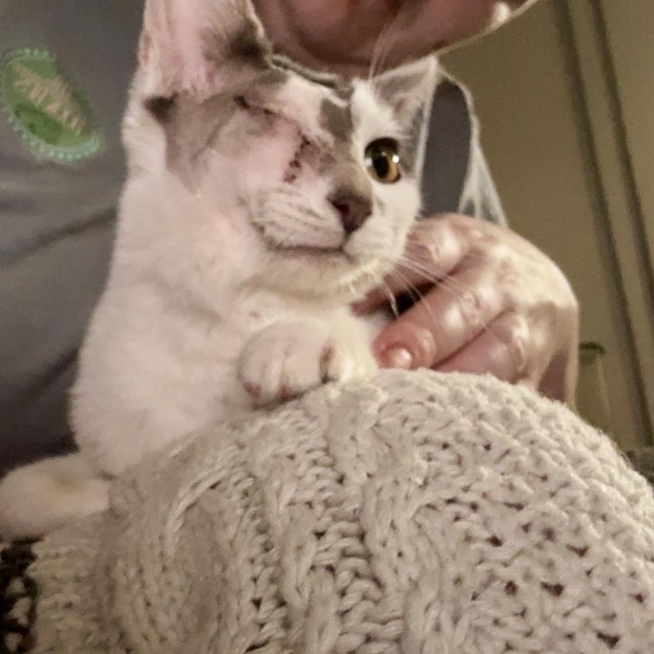 Ann, a Adoptable Domestic Short Hair in Wildomar, CA image 1/4