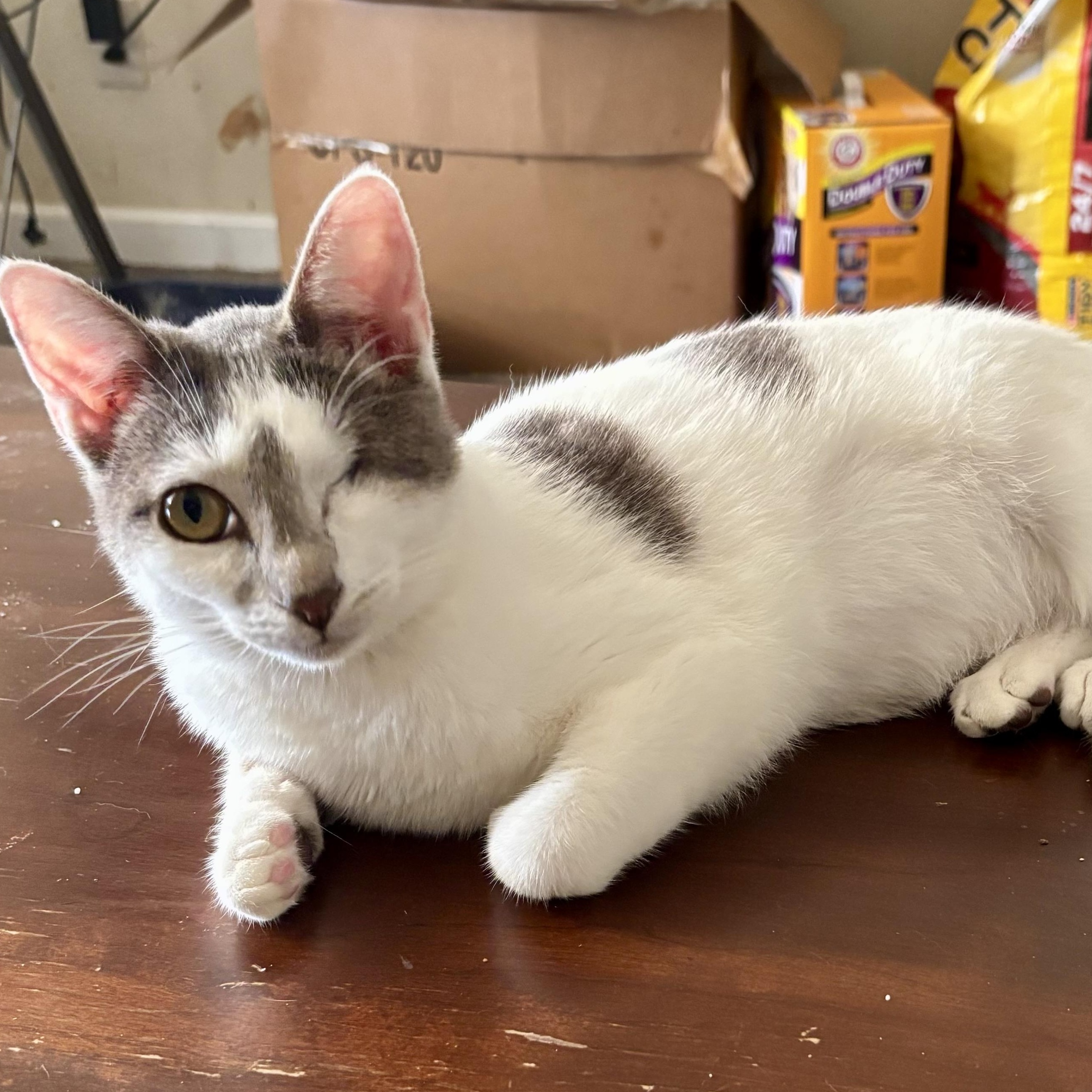 Enlarge Ann, a Adoptable Domestic Short Hair in Wildomar, CA image 1/5