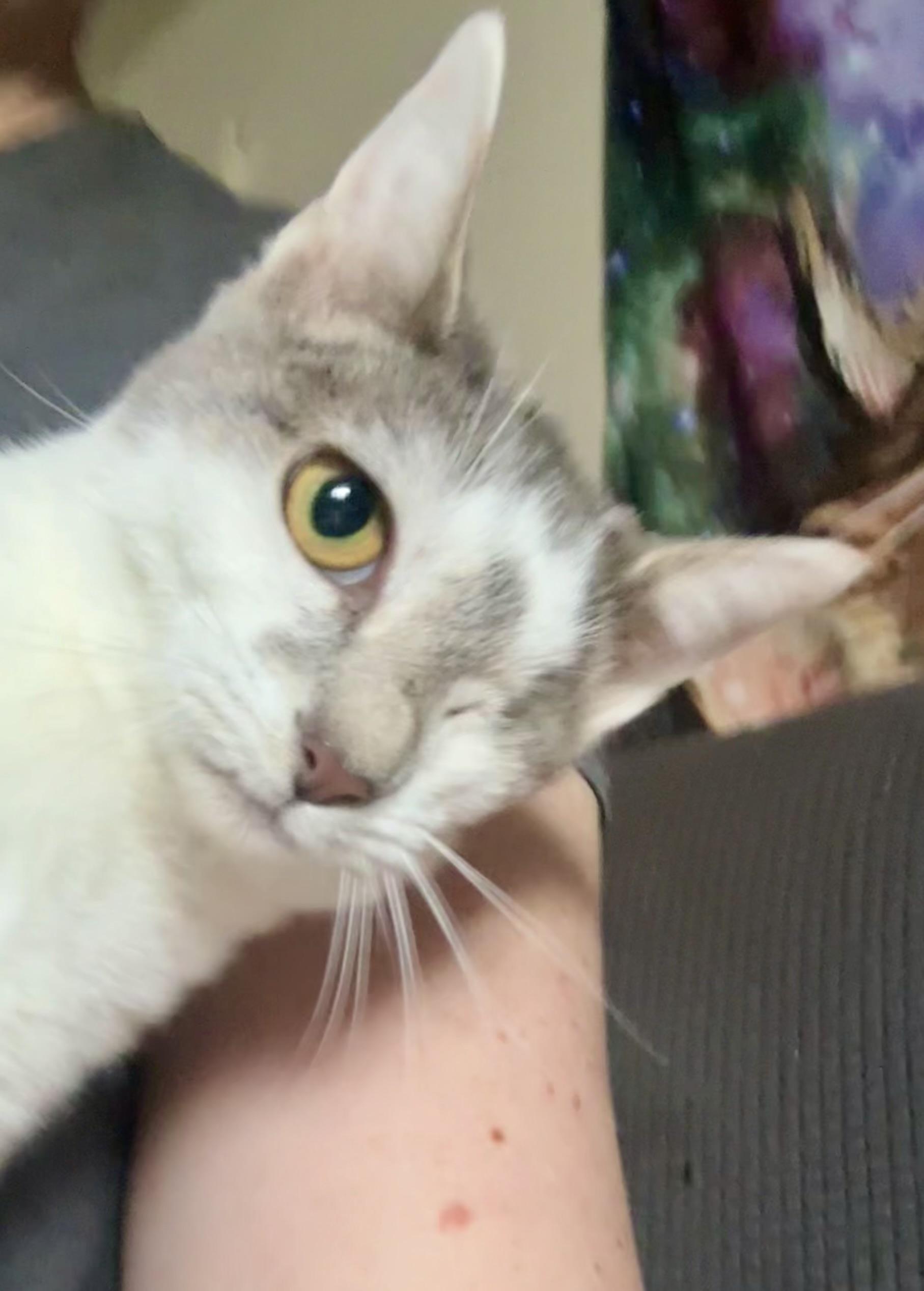 Ann, a Adoptable Domestic Short Hair in Wildomar, CA image 1/6