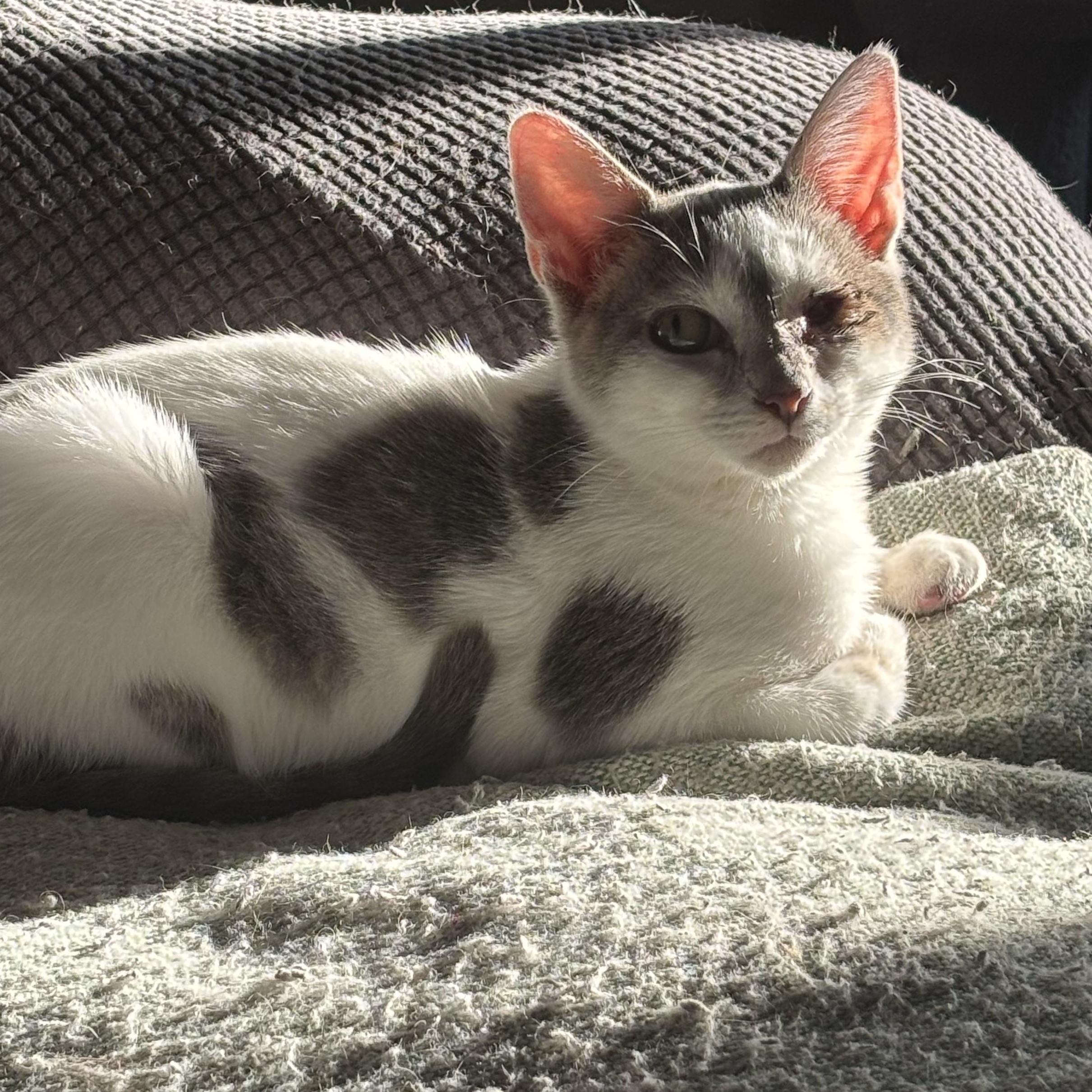 Ann, a Adoptable Domestic Short Hair in Wildomar, CA image 3/4