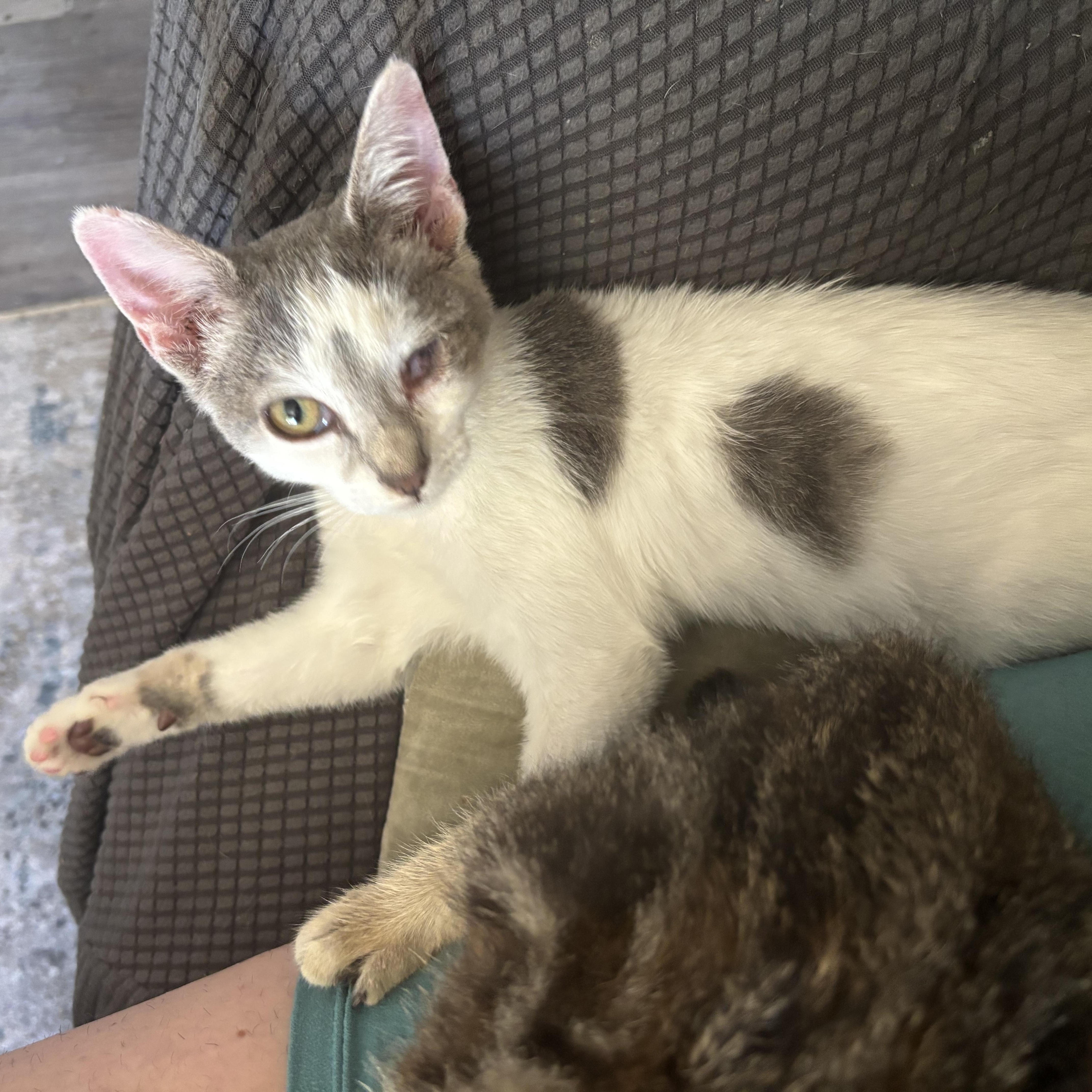 Ann, a Adoptable Domestic Short Hair in Wildomar, CA image 2/4