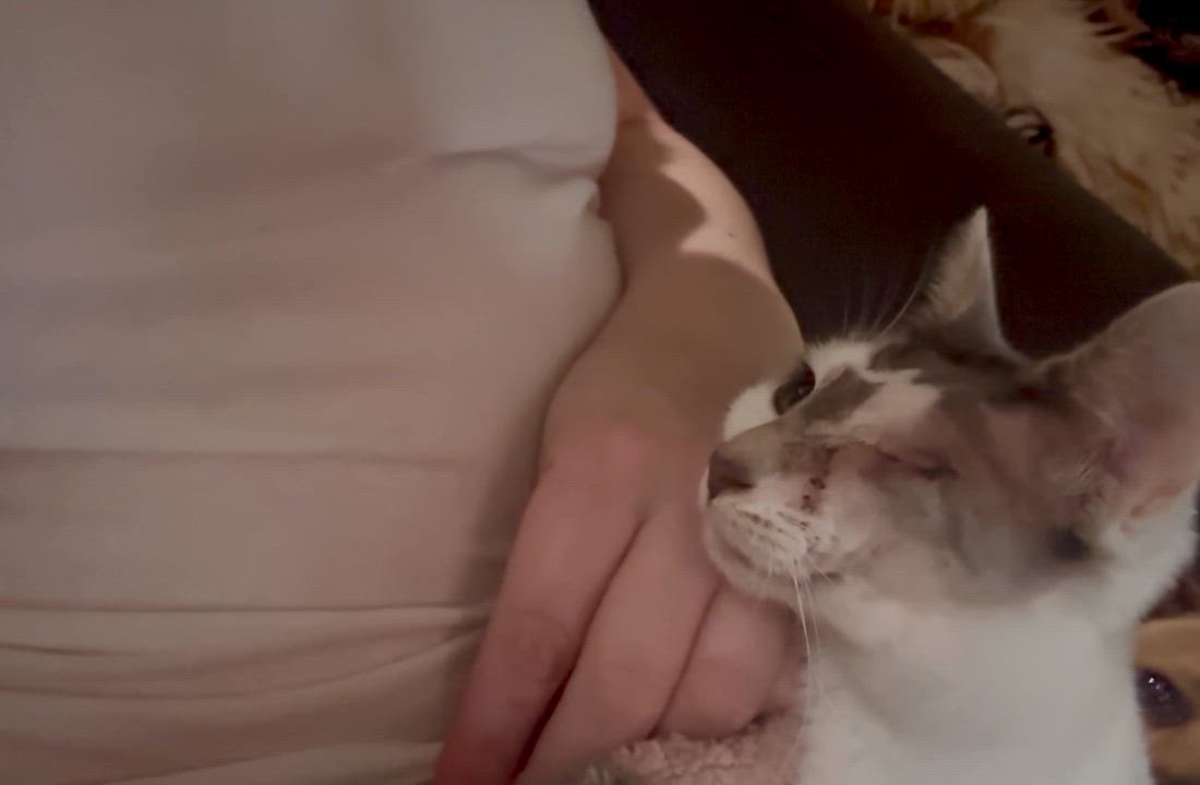 Enlarge Ann, a Adoptable Domestic Short Hair in Wildomar, CA video 4/4