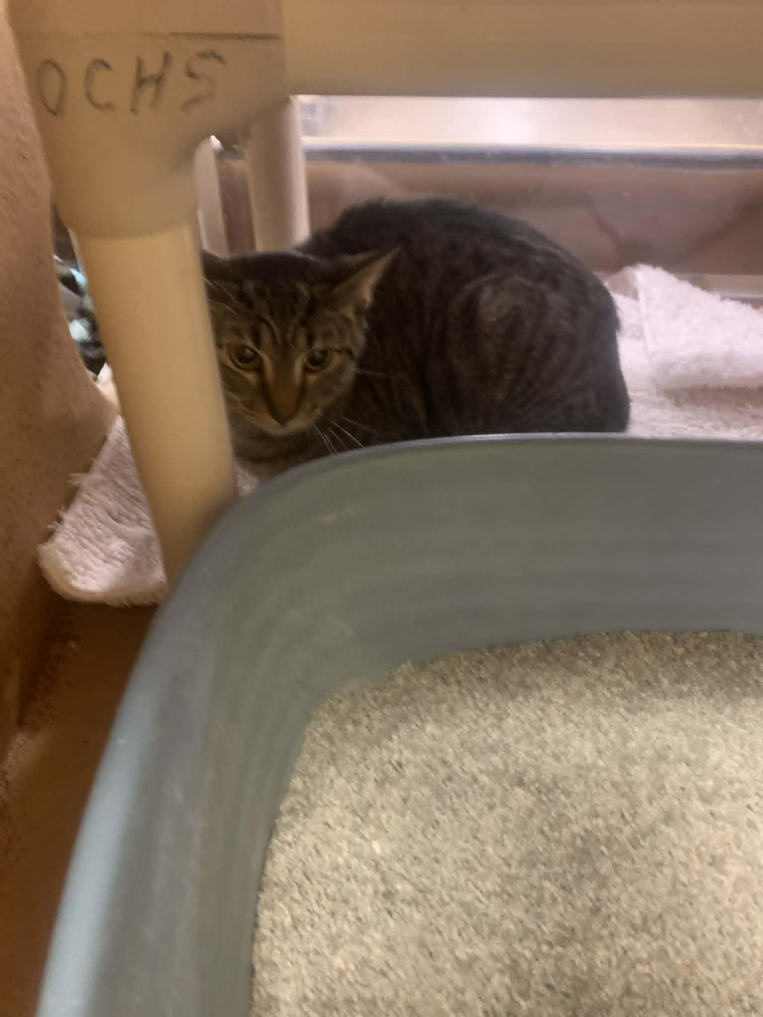 Enlarge Giggles, a ADOPTABLE Domestic Short Hair in Fredericksburg, VA image 3/3