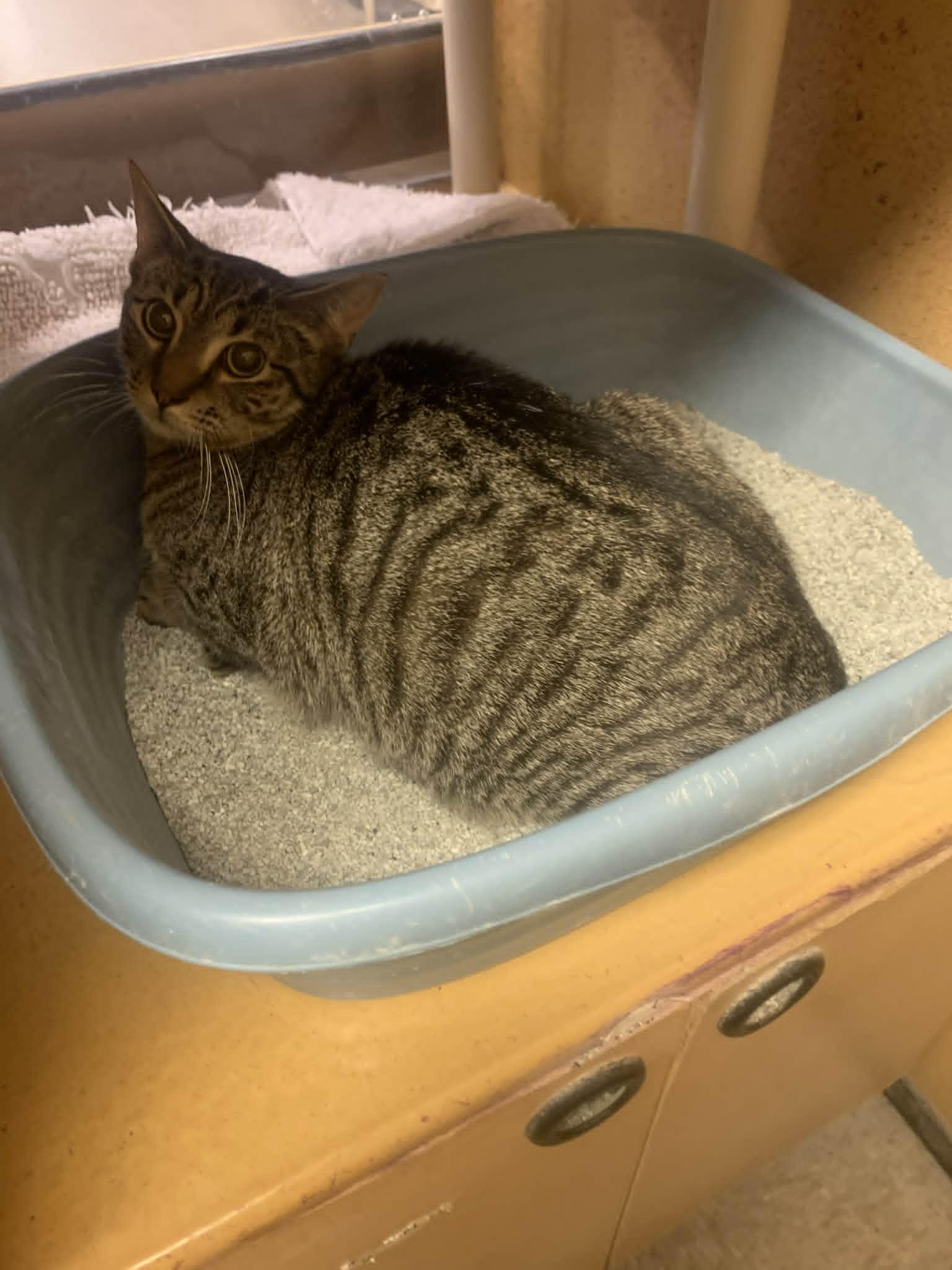 Giggles, ADOPTABLE, Young Female Domestic Short Hair.