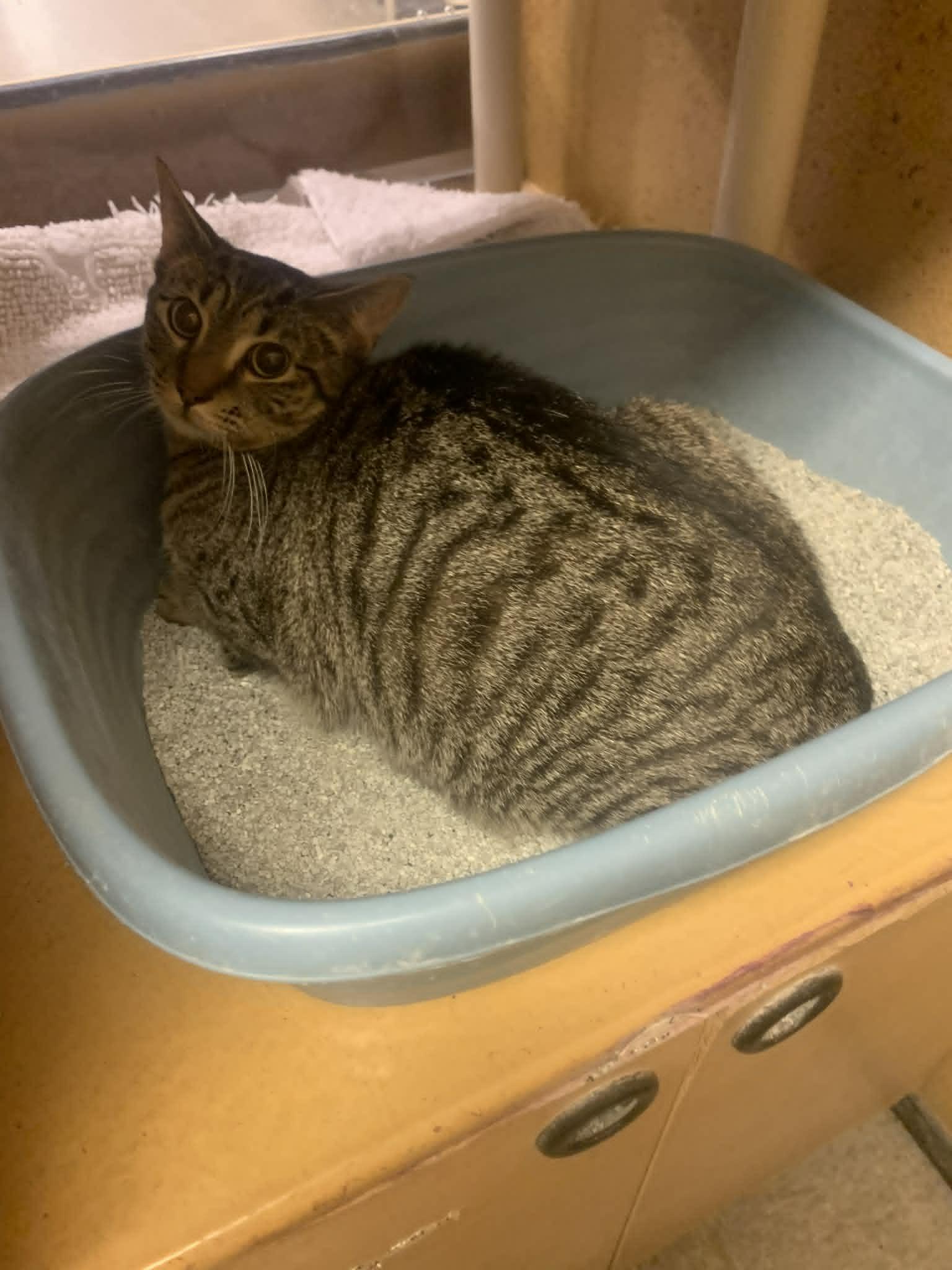 Enlarge Giggles, a ADOPTABLE Domestic Short Hair in Fredericksburg, VA image 2/3