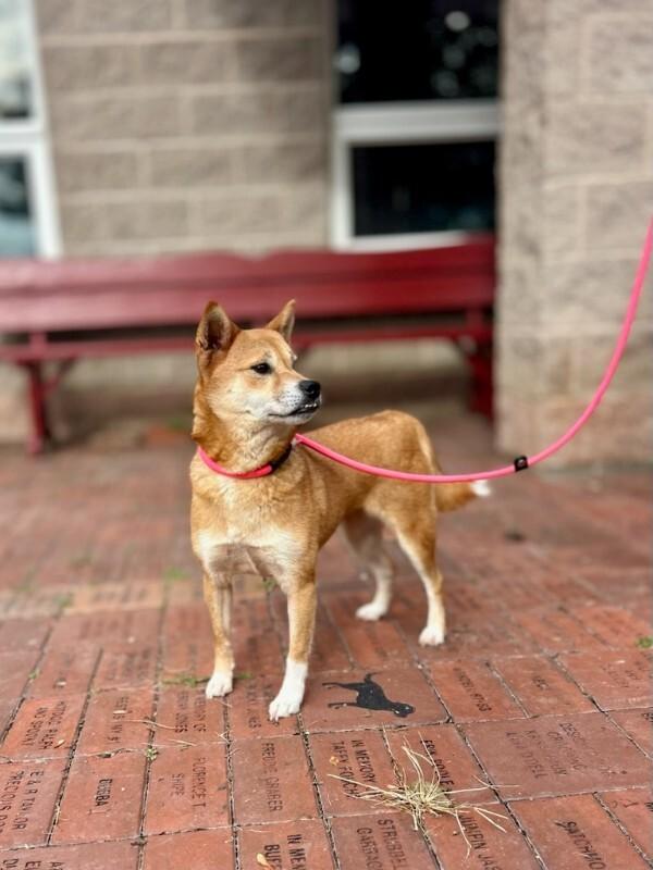 Enlarge Amaya, a Adoptable Shiba Inu in Wooster, OH image 1/1