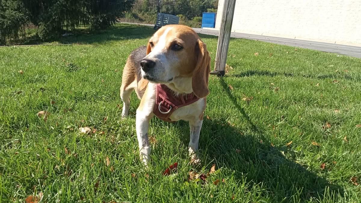 Enlarge Otis, a Adoptable Beagle in Stuarts Draft, VA image 4/5