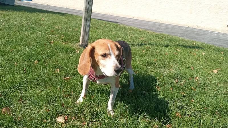 Enlarge Otis, a Adoptable Beagle in Stuarts Draft, VA image 3/5