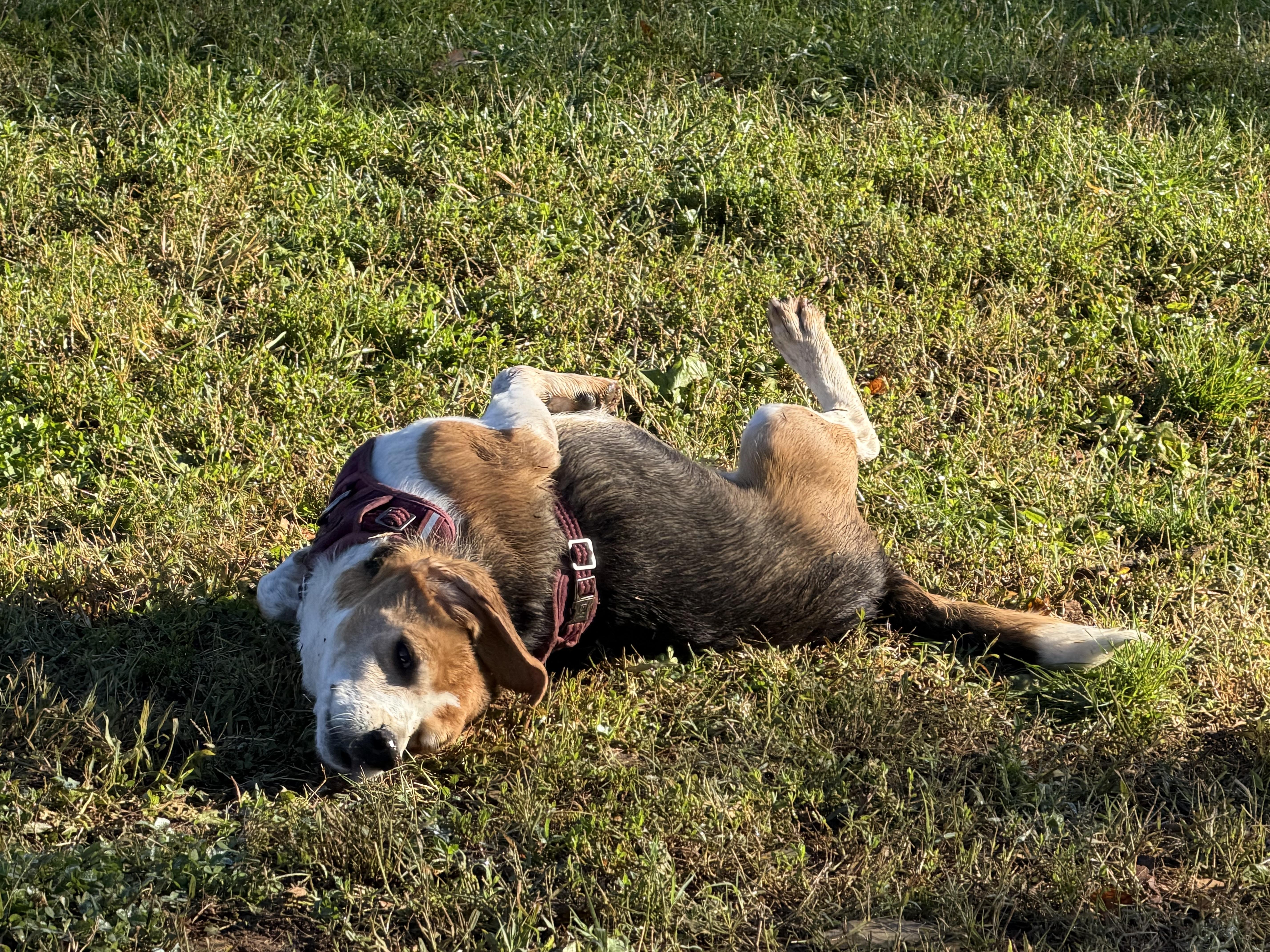 Otis, Adoptable, Adult Male Beagle.