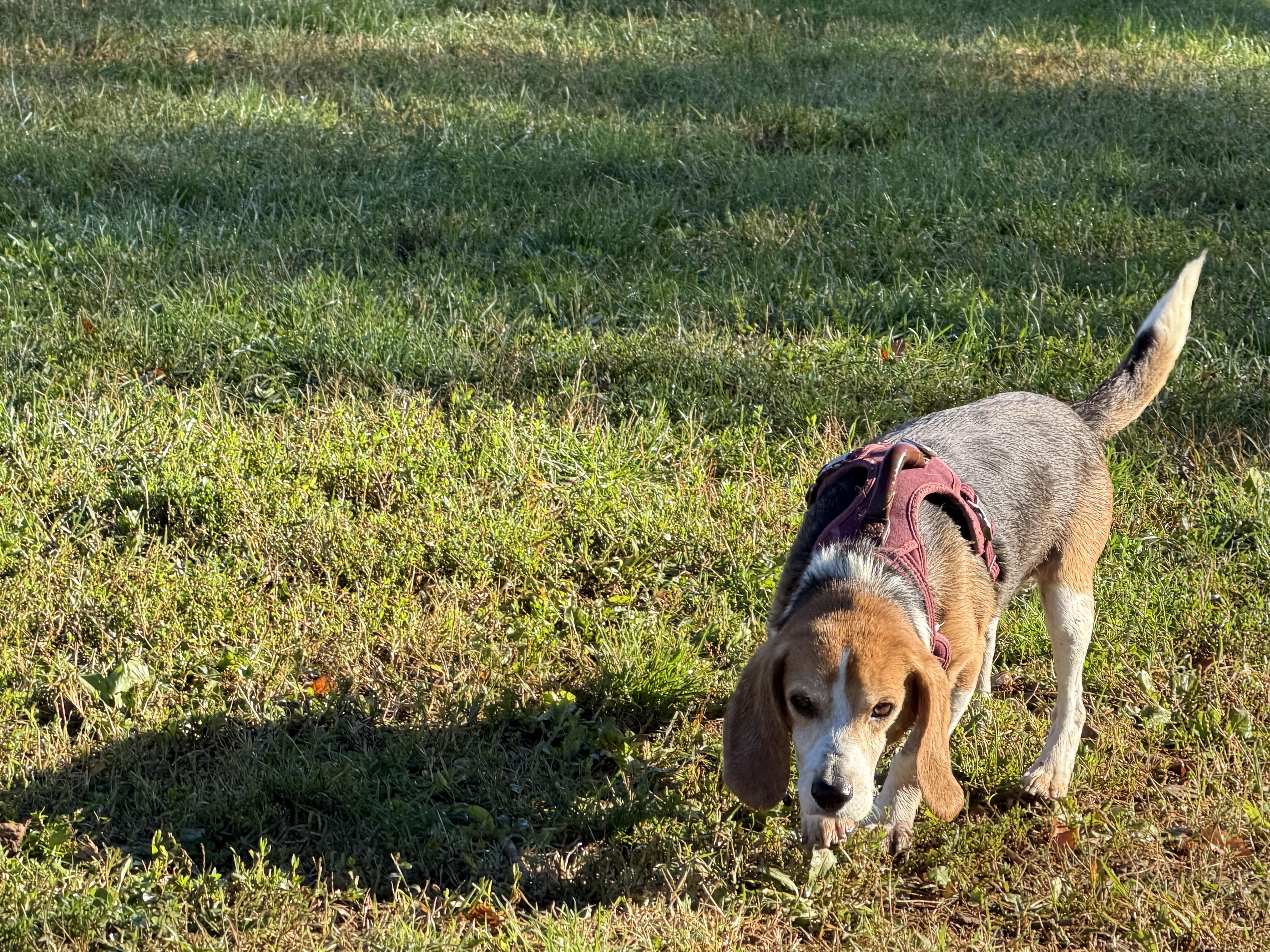 Enlarge Otis, a Adoptable Beagle in Stuarts Draft, VA image 2/5