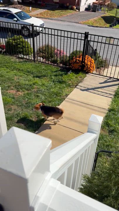 Enlarge Otis, a Adoptable Beagle in Stuarts Draft, VA video 5/5