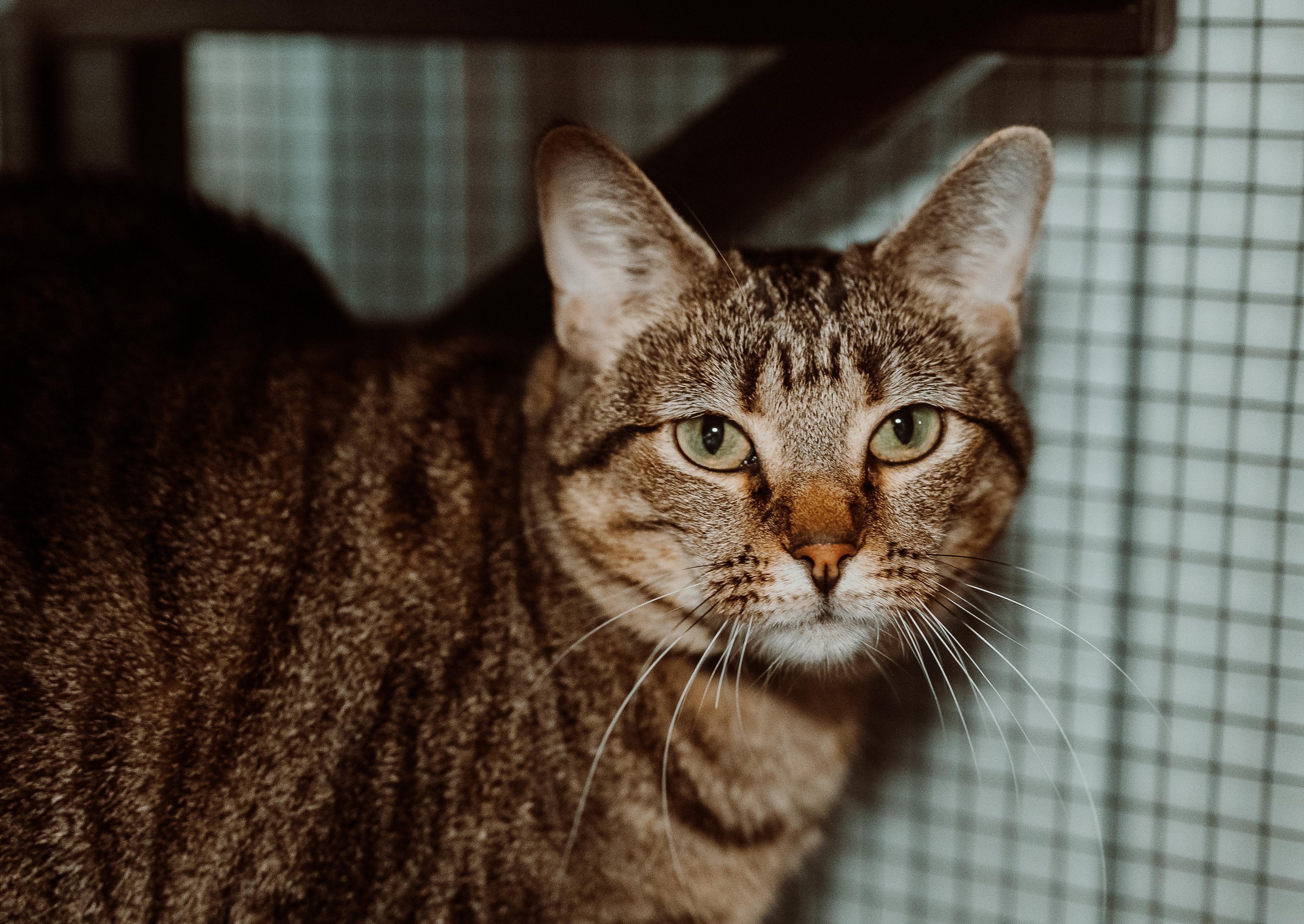 Stormy, adoptable, Young Female Domestic Short Hair.