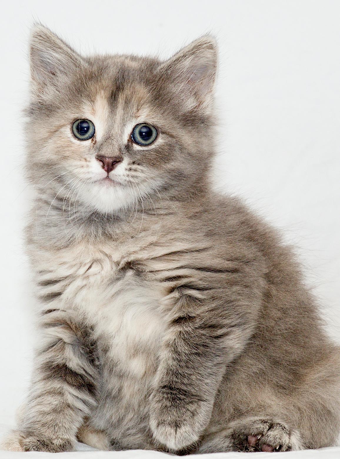 Corriedale, a Adoptable mixed breed in Washburn, WI image 1/2