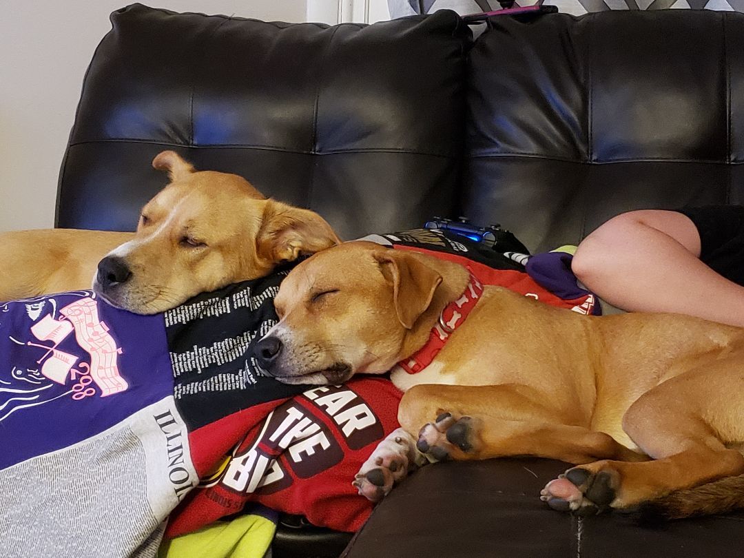 Cooper, Adoptable, Adult Male Pit Bull Terrier & Labrador Retriever.