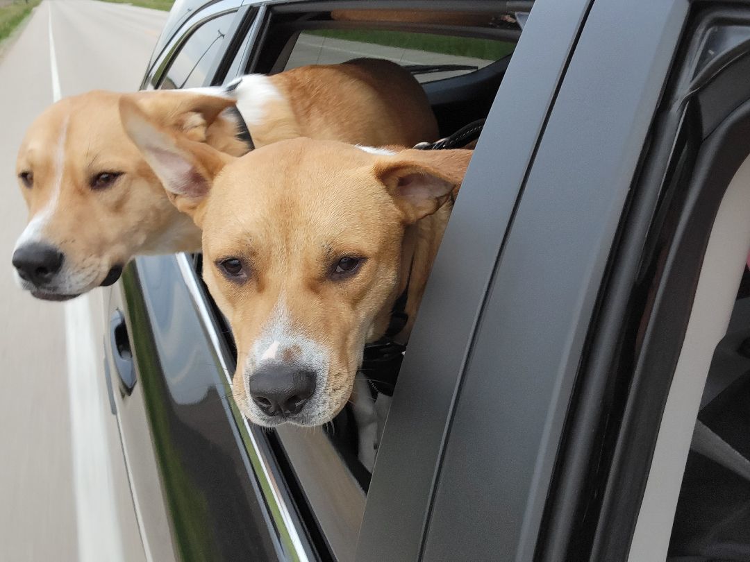 Cooper, a Adoptable mixed breed in Yorkville, IL image 2/6
