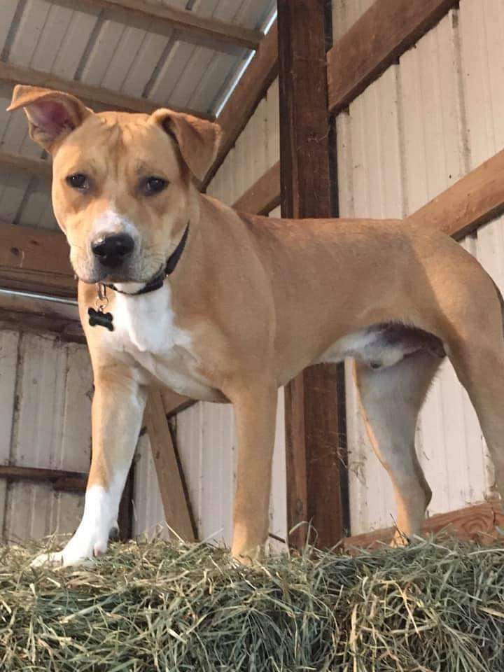 Cooper, a Adoptable mixed breed in Yorkville, IL image 5/6