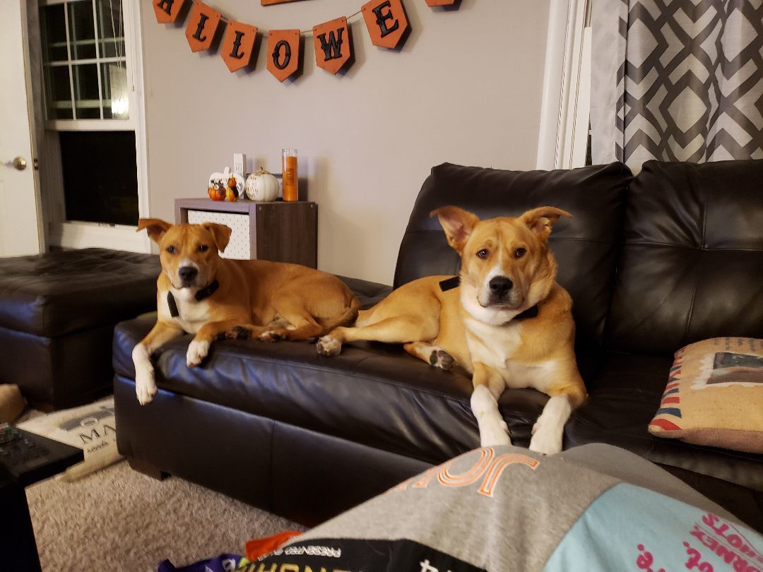 Cooper, a Adoptable mixed breed in Yorkville, IL image 6/6