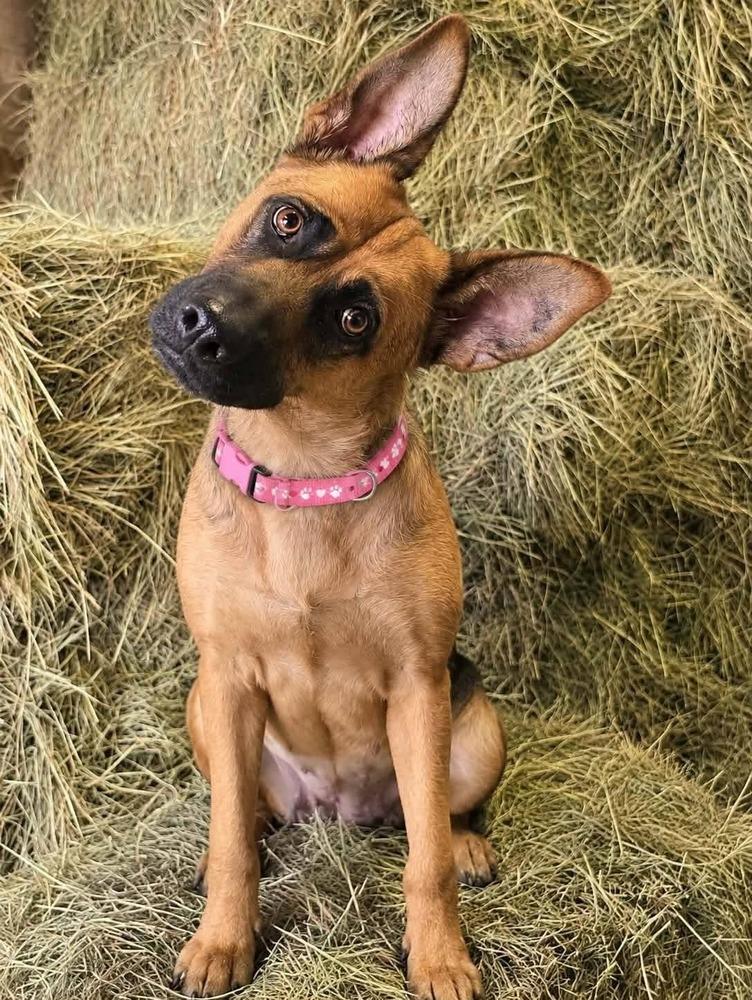 Sadie, Adoptable, Adult Female German Shepherd Dog.
