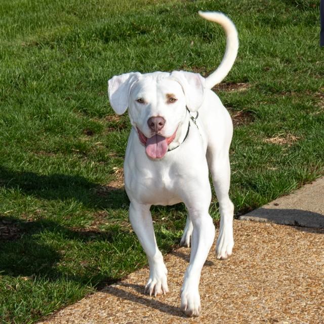 SAPPHIRE, Adoptable, Young Female Pit Bull Terrier & Basset Hound.