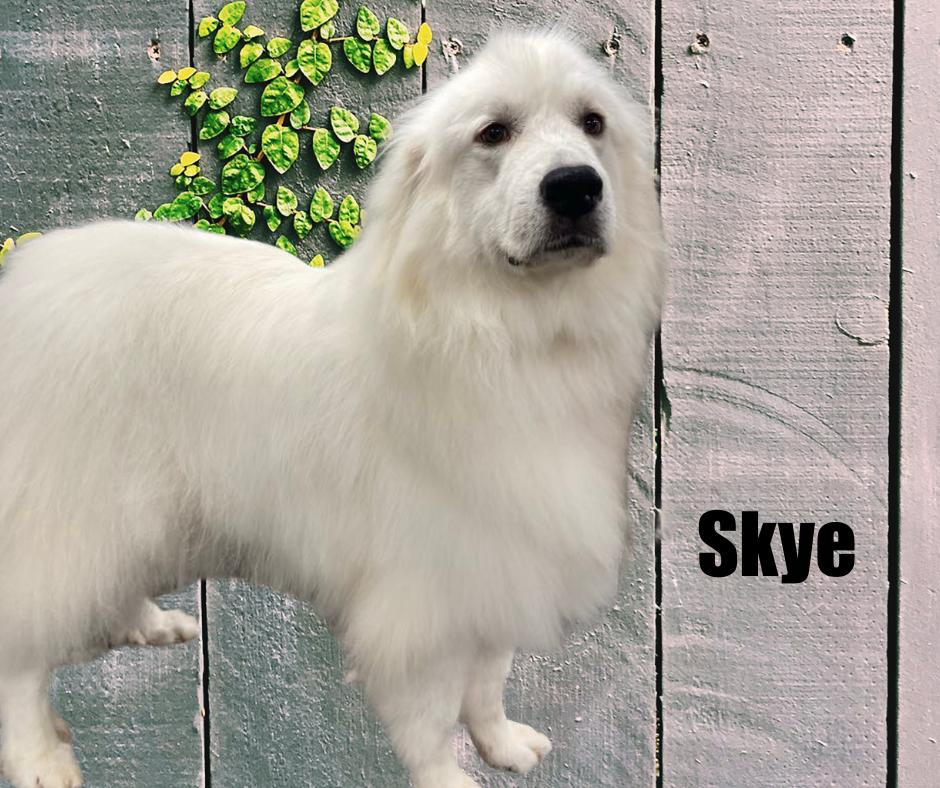 Enlarge Skye and Stark, a Adoptable Great Pyrenees in Marshville, NC image 2/4