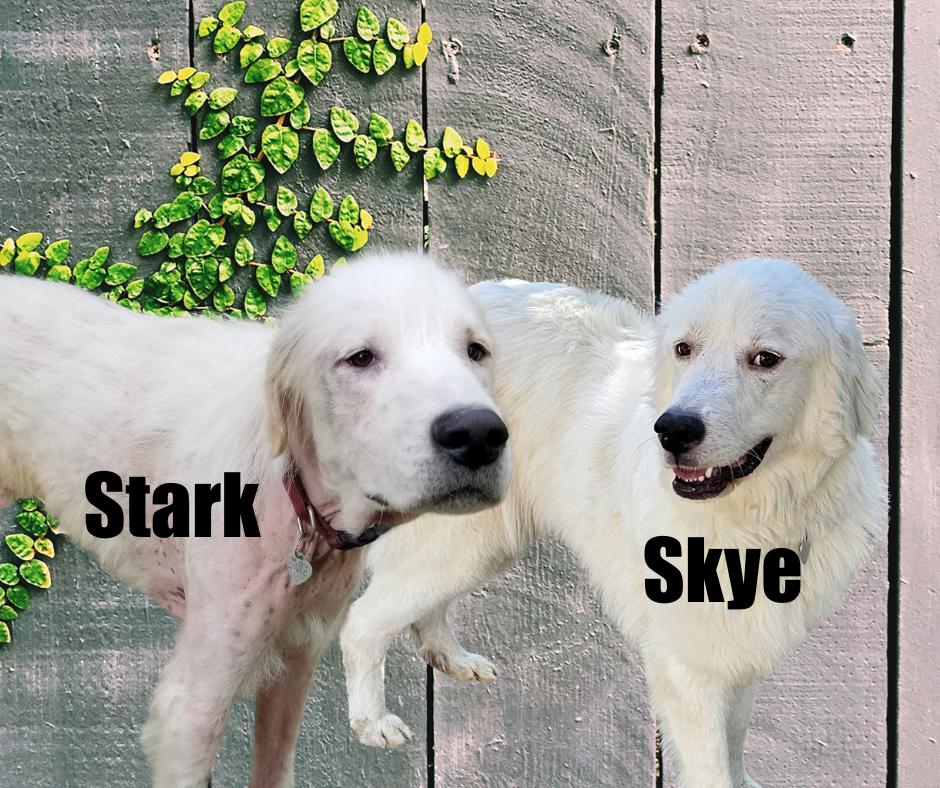 Enlarge Skye and Stark, a Adoptable Great Pyrenees in Marshville, NC image 1/4