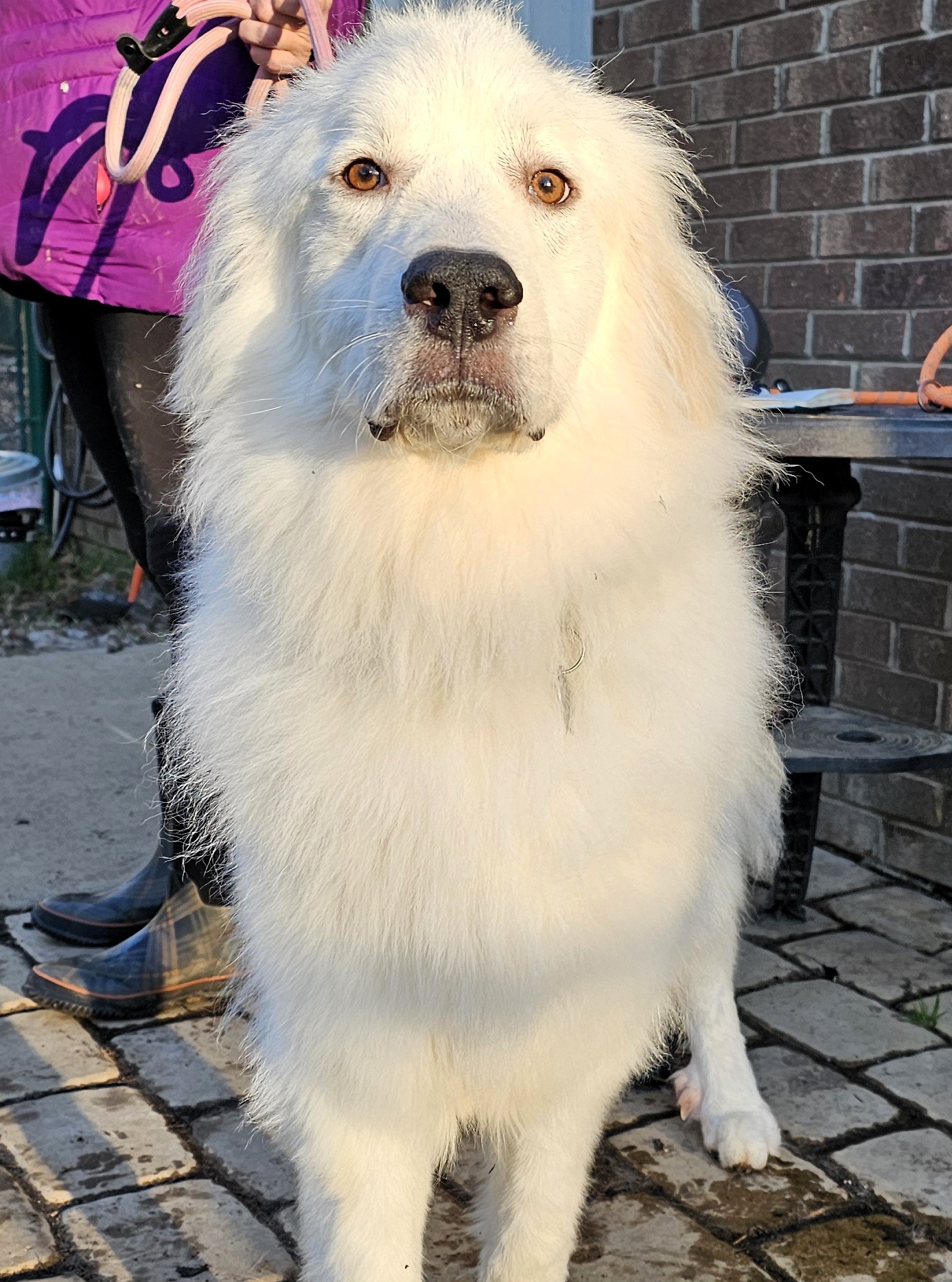 Enlarge Skye and Stark, a Adoptable Great Pyrenees in Marshville, NC image 3/4