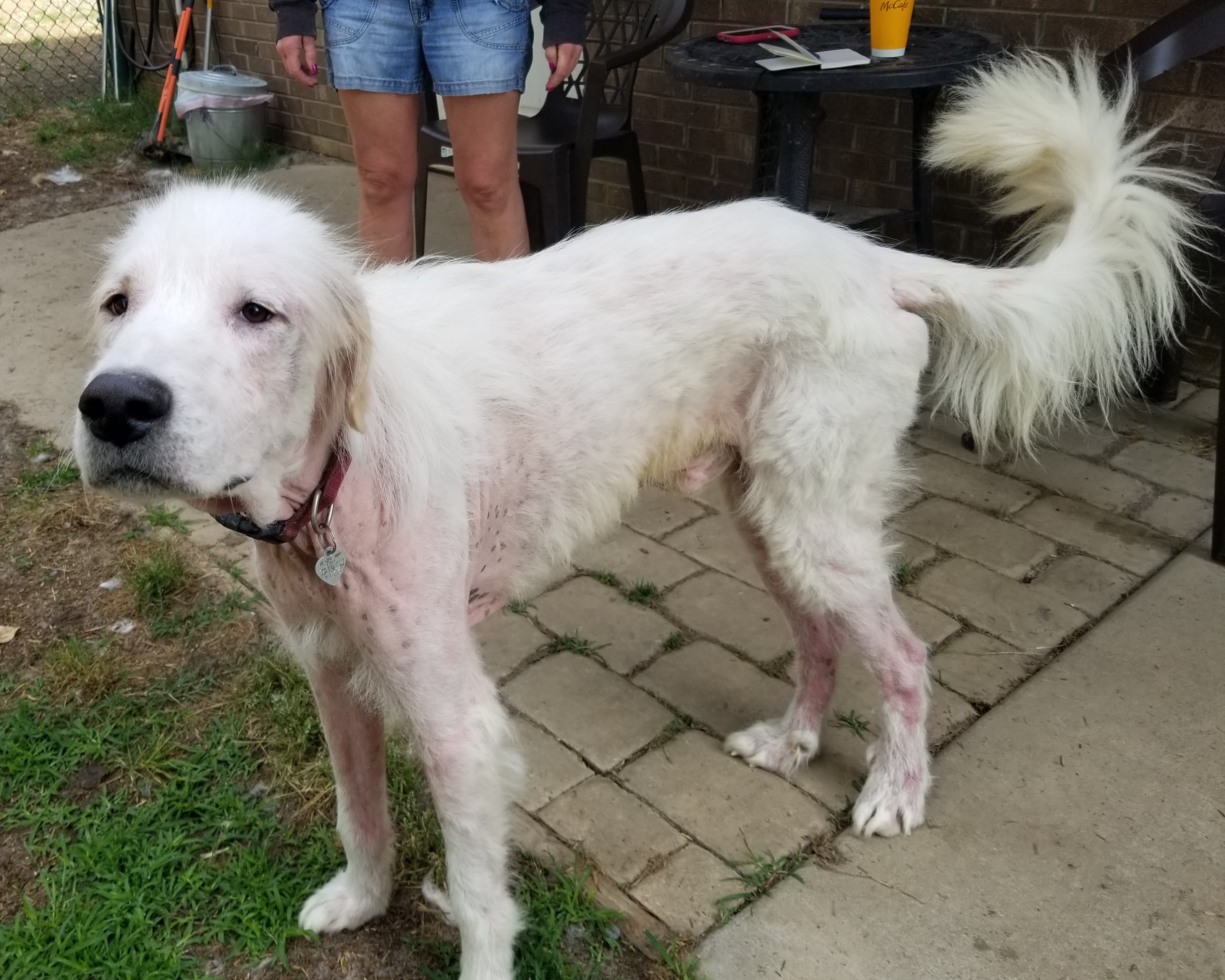 Enlarge Skye and Stark, a Adoptable Great Pyrenees in Marshville, NC image 4/4
