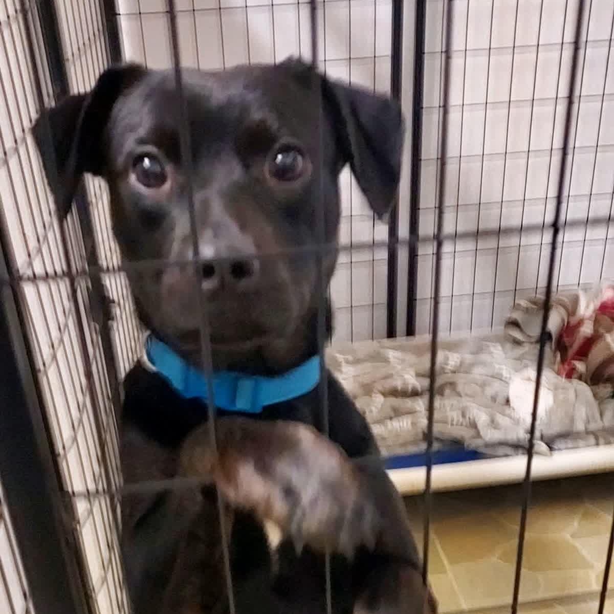 Banks, a Adoptable mixed breed in Owensboro, KY image 2/5