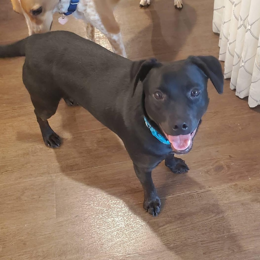 Banks, a Adoptable mixed breed in Owensboro, KY image 5/5