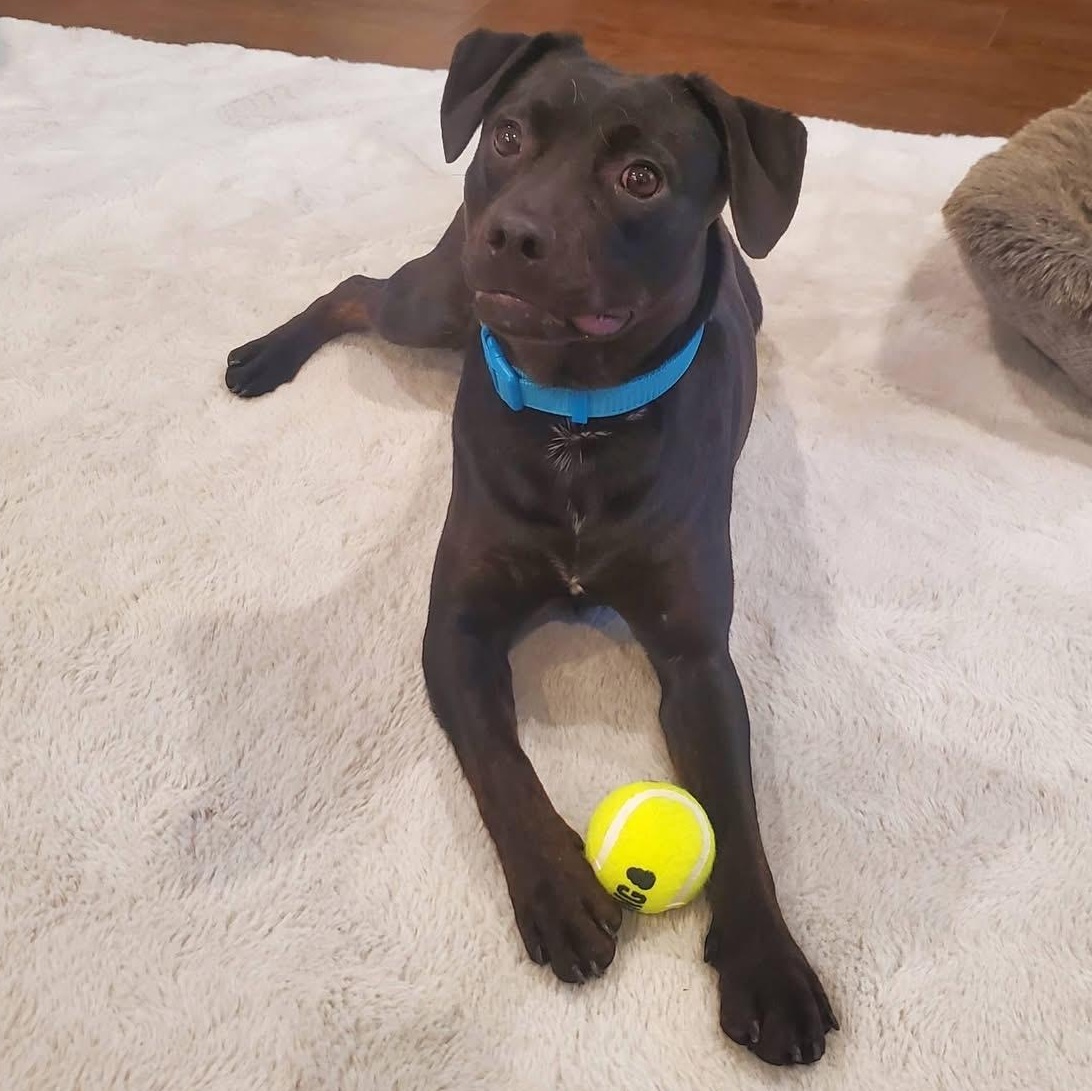 Banks, a Adoptable mixed breed in Owensboro, KY image 4/5