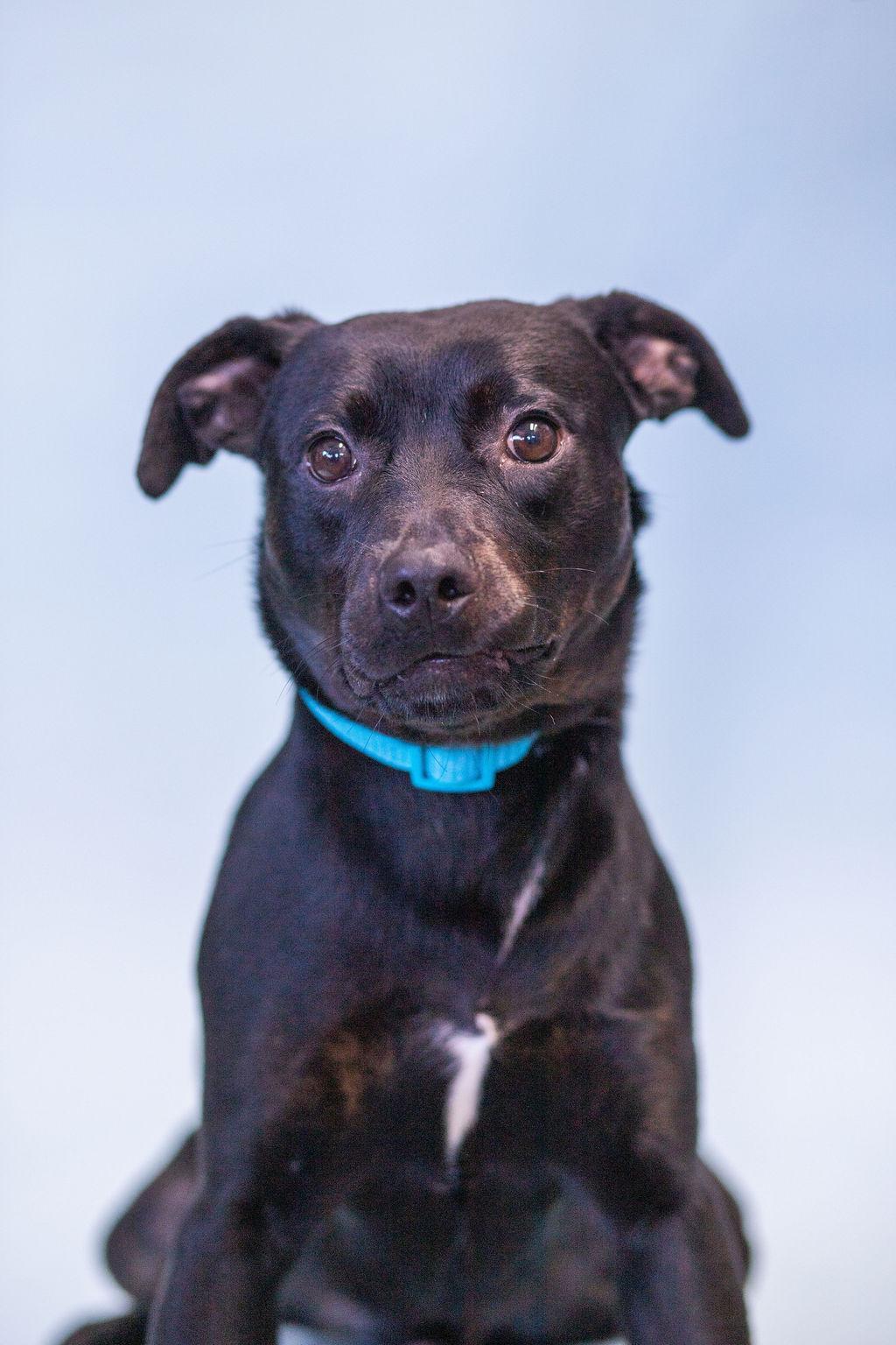 Banks, a Adoptable mixed breed in Owensboro, KY image 1/5