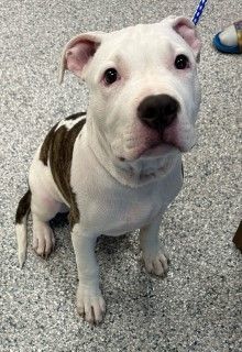 Buddy, Adopted, Puppy Male American Bulldog.