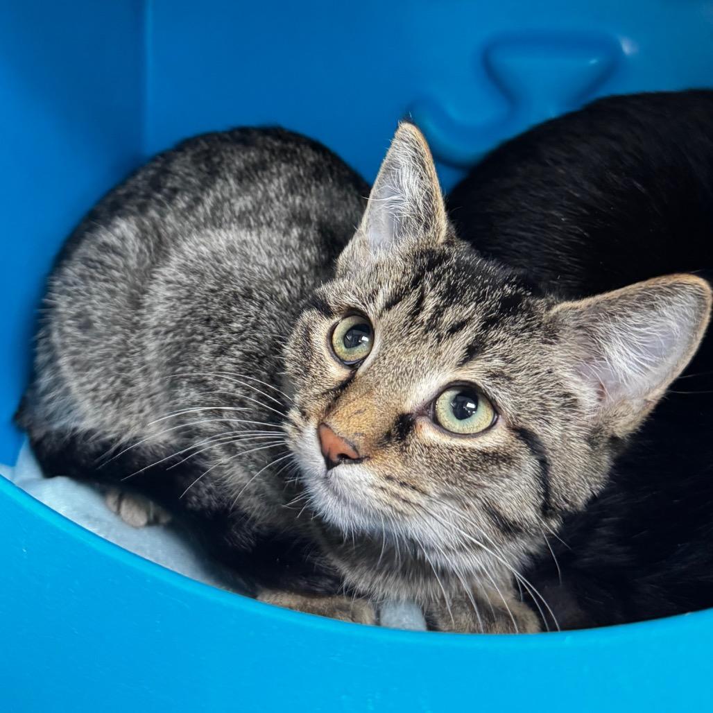 Enlarge Curry, a Adoptable Domestic Short Hair in Brookfield, WI image 1/1