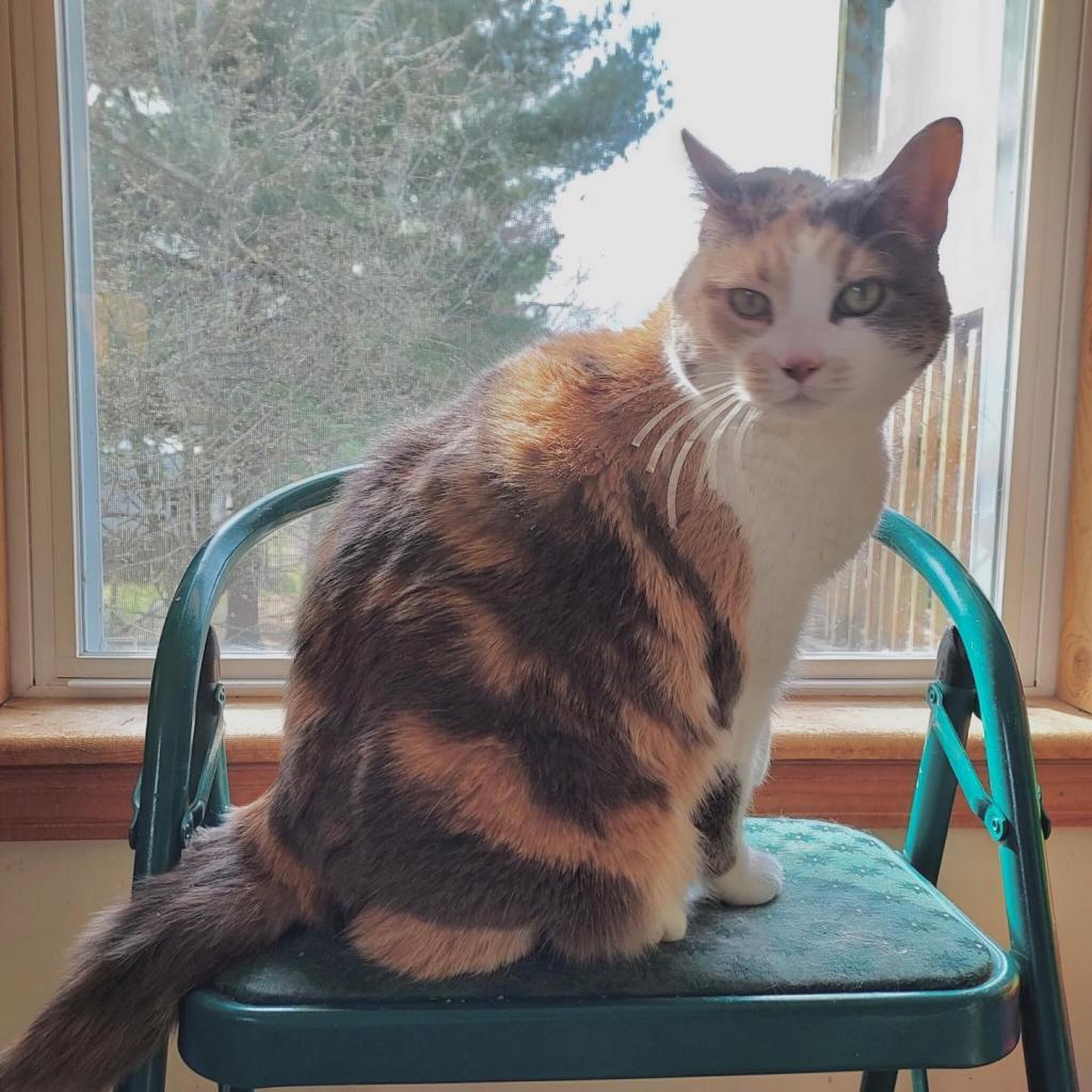 Enlarge Butterscotch, a Adoptable Domestic Short Hair in Delaware, OH image 1/6